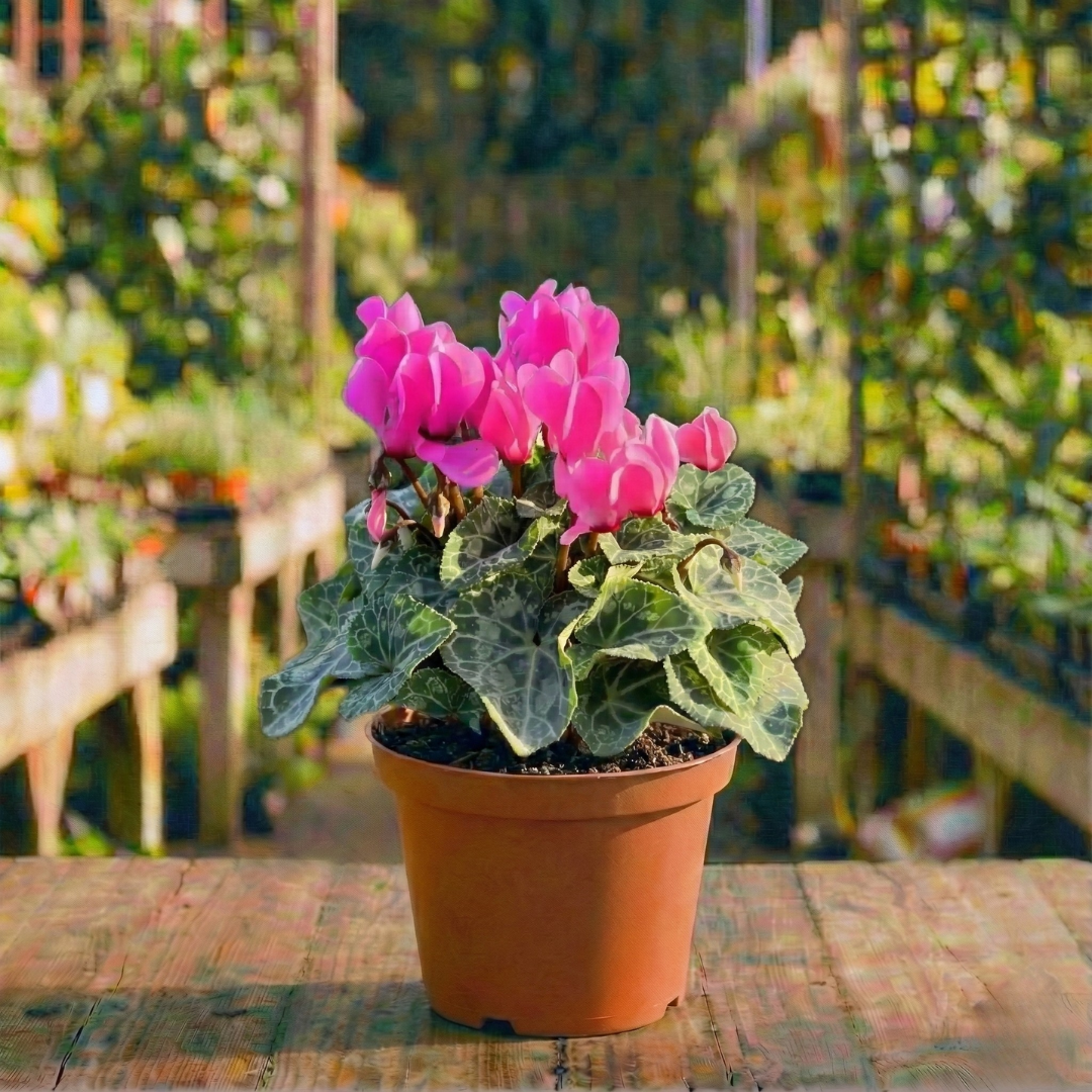 רקפת לבית ולגינה