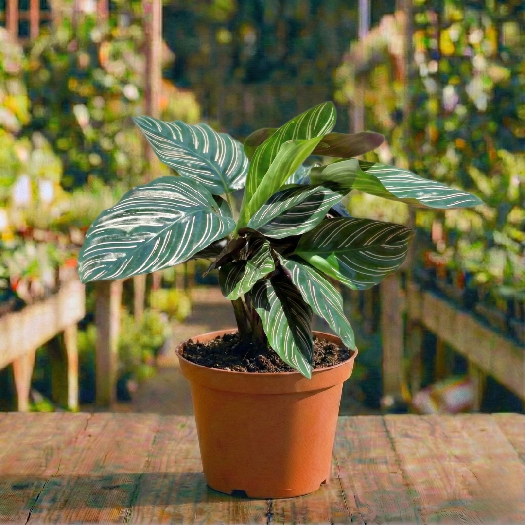 קלתאה אורנטה עציץ 12 ס"מ רב שנתי לבית