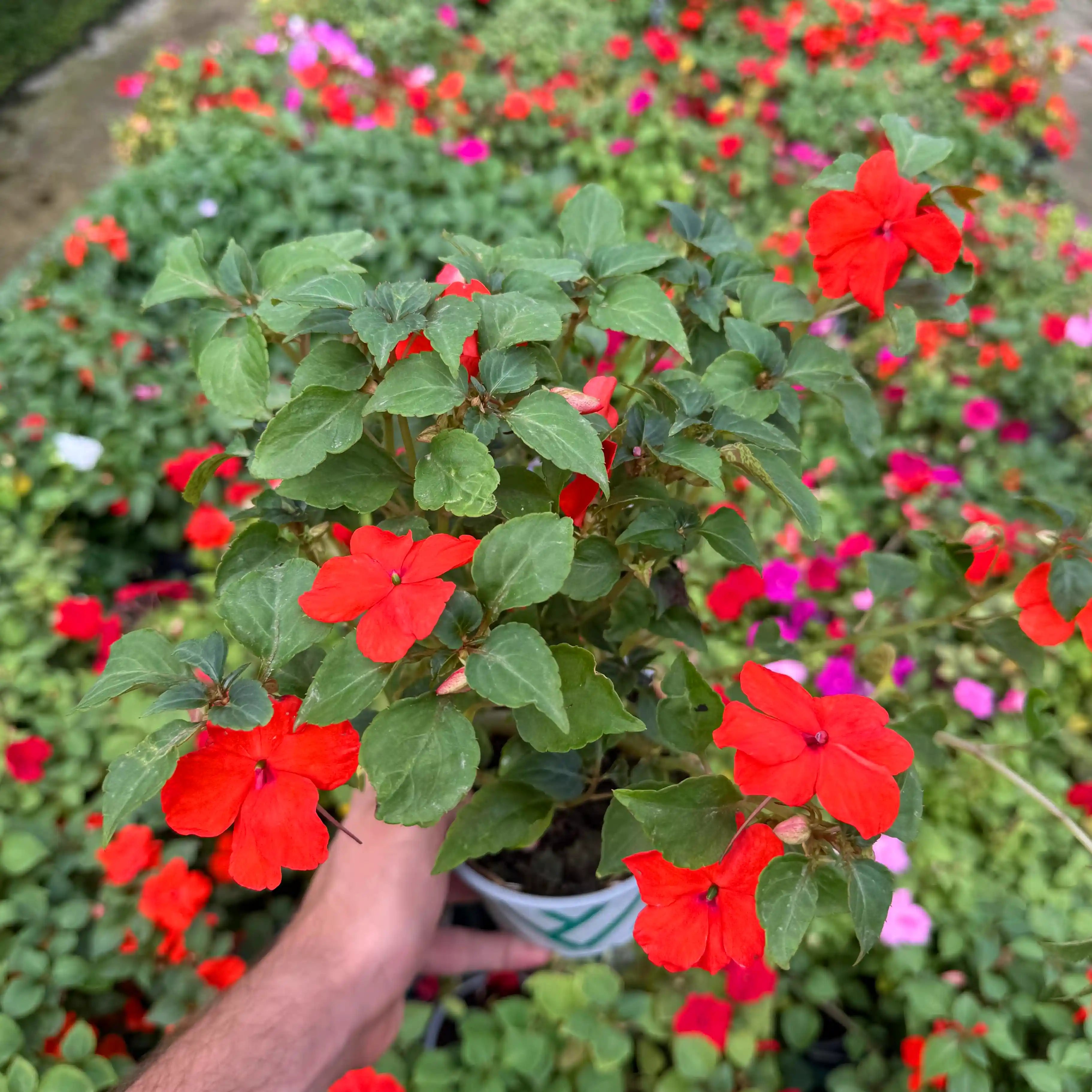 Person holding a potted plant with red flowers amidst other colorful flowers