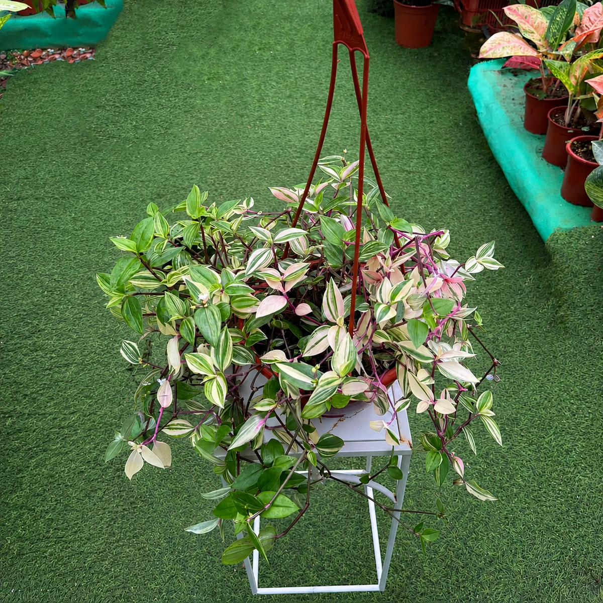 Hanging plant with green and pink leaves on a stand against a green background