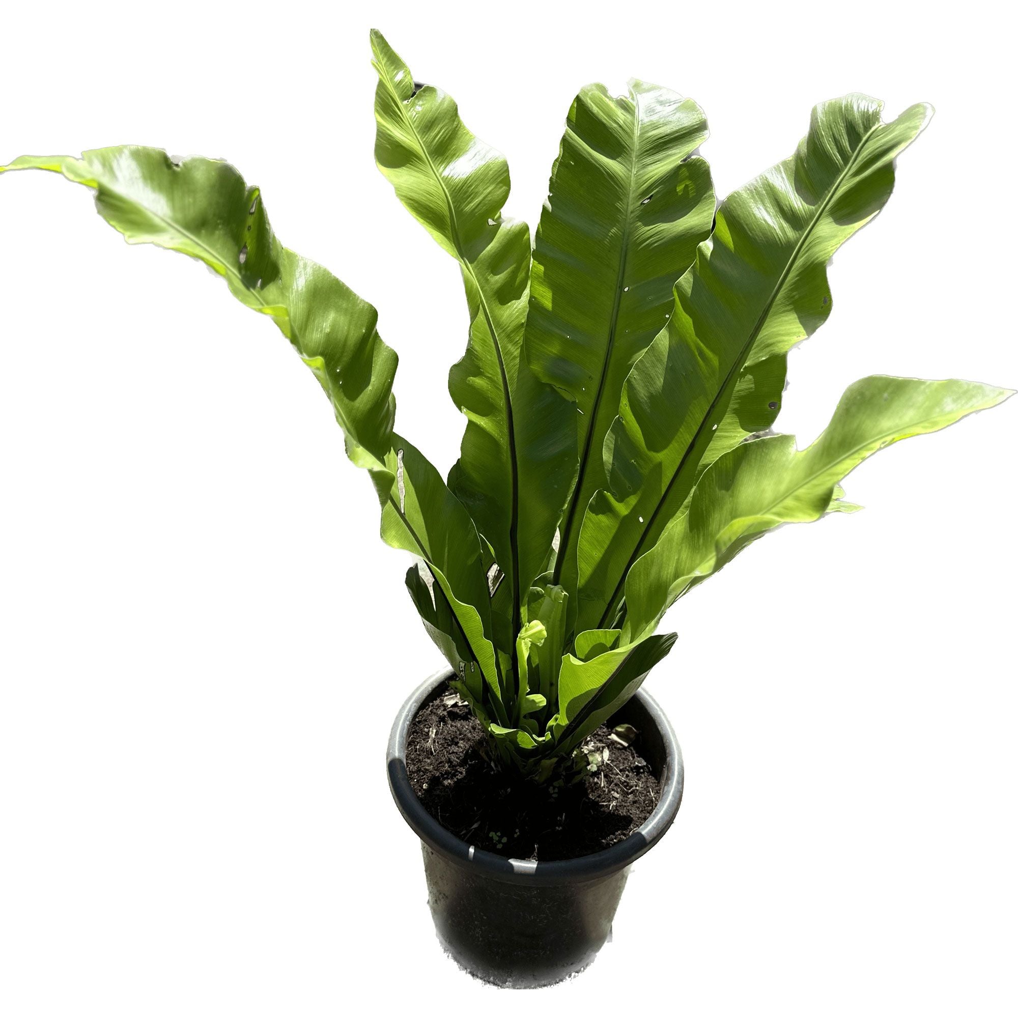 אספליון-קן-הציפור