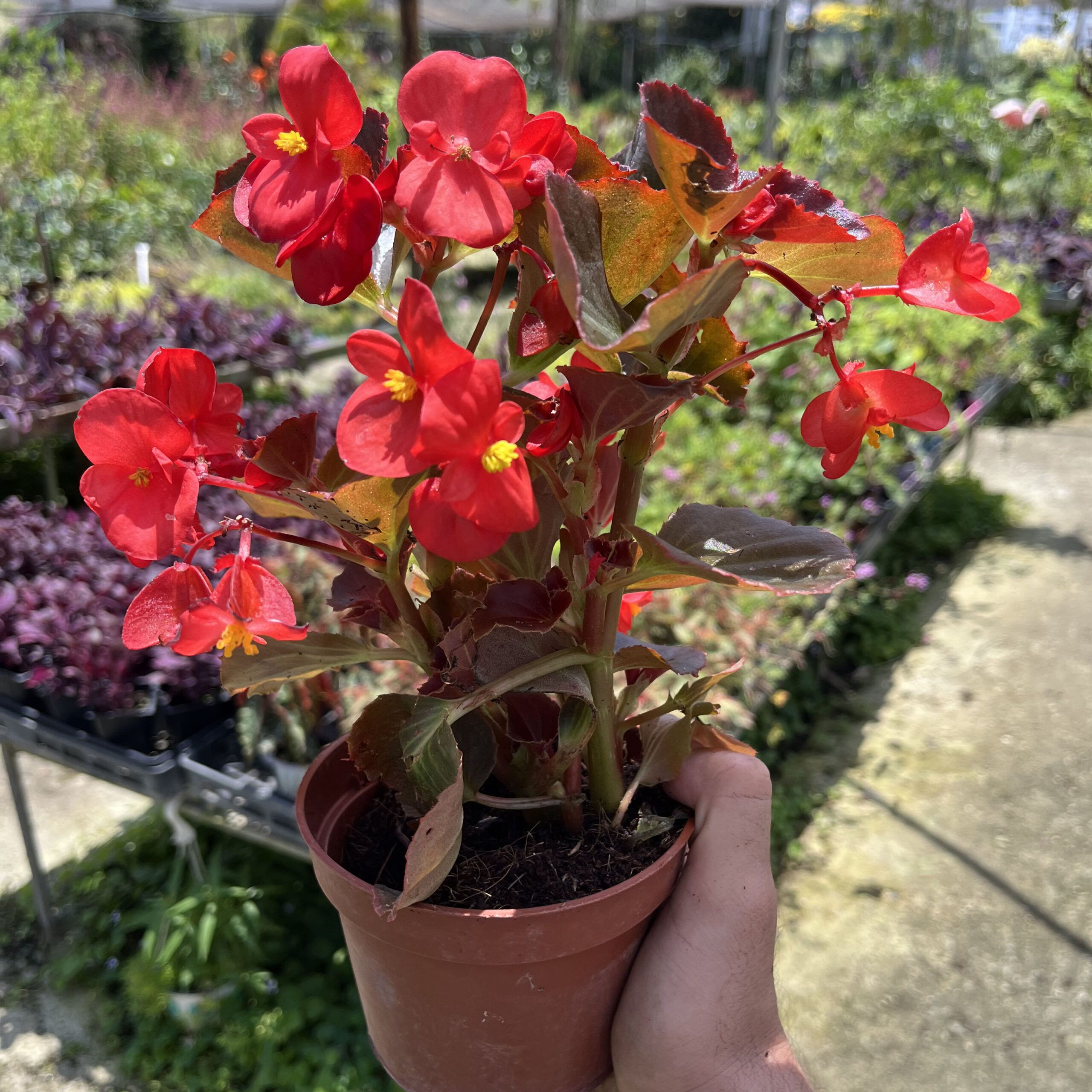 בגוניה ורד קוטר עציץ 12 ס"מ