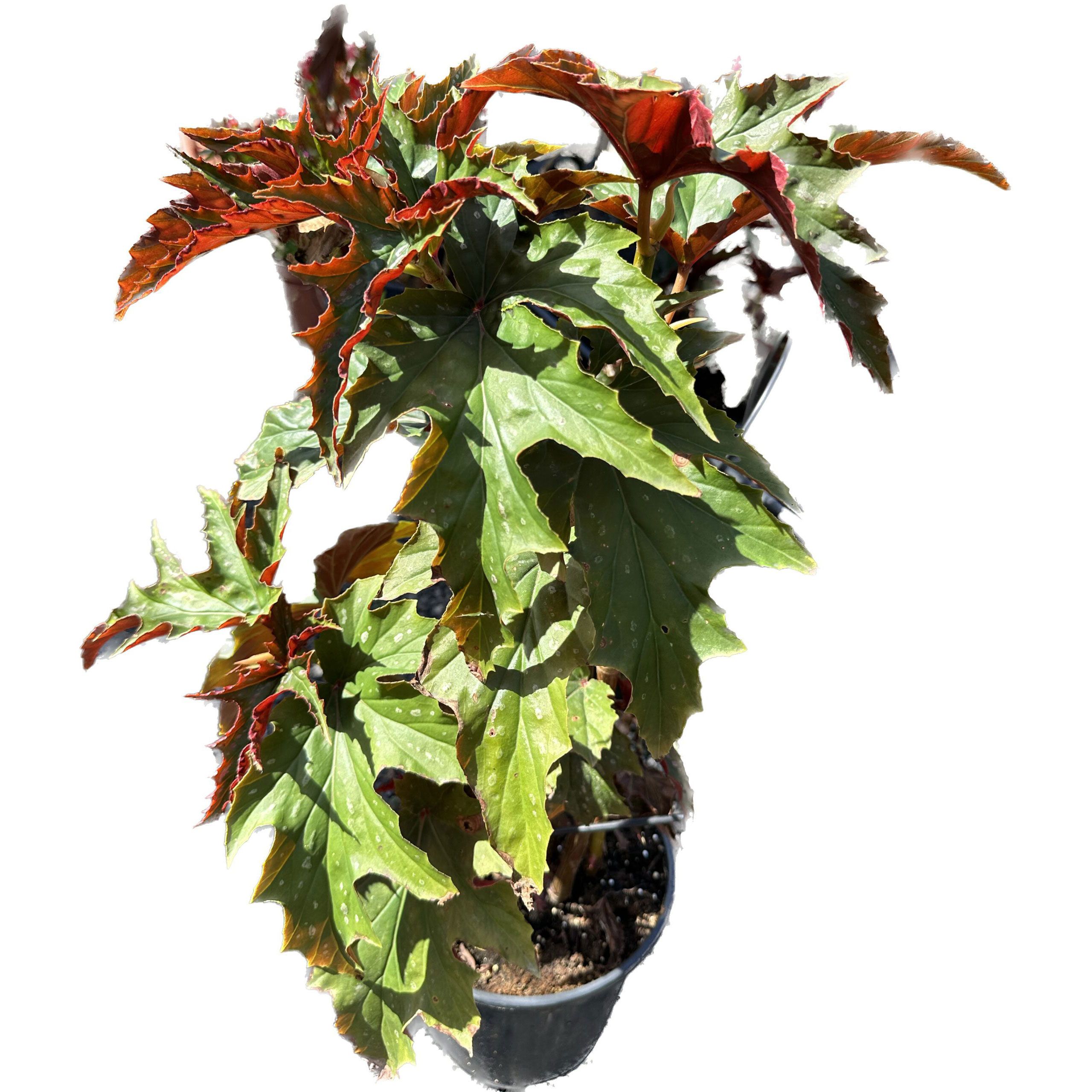 ביגוניה דרגון