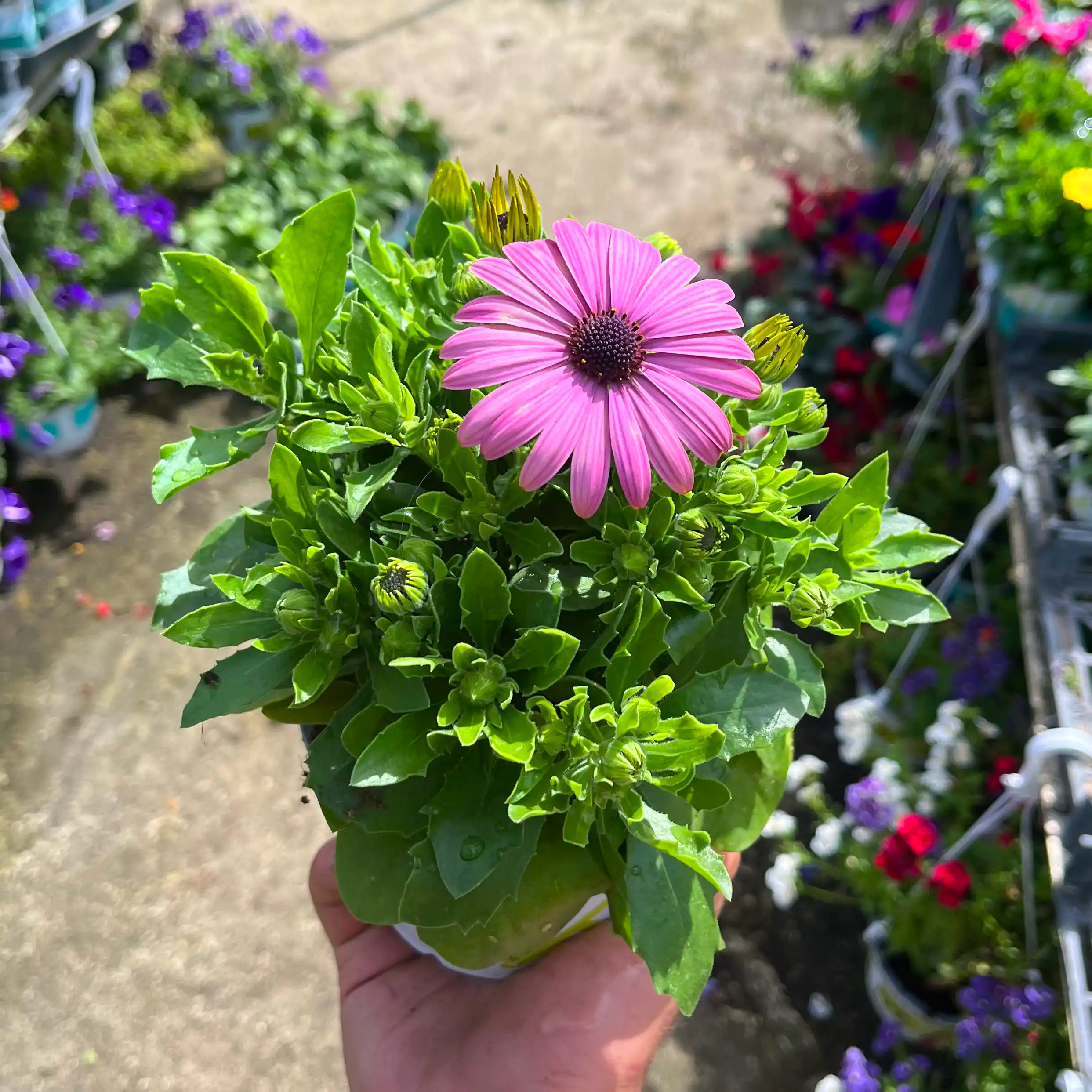 גרמית תמונת גלריה 2