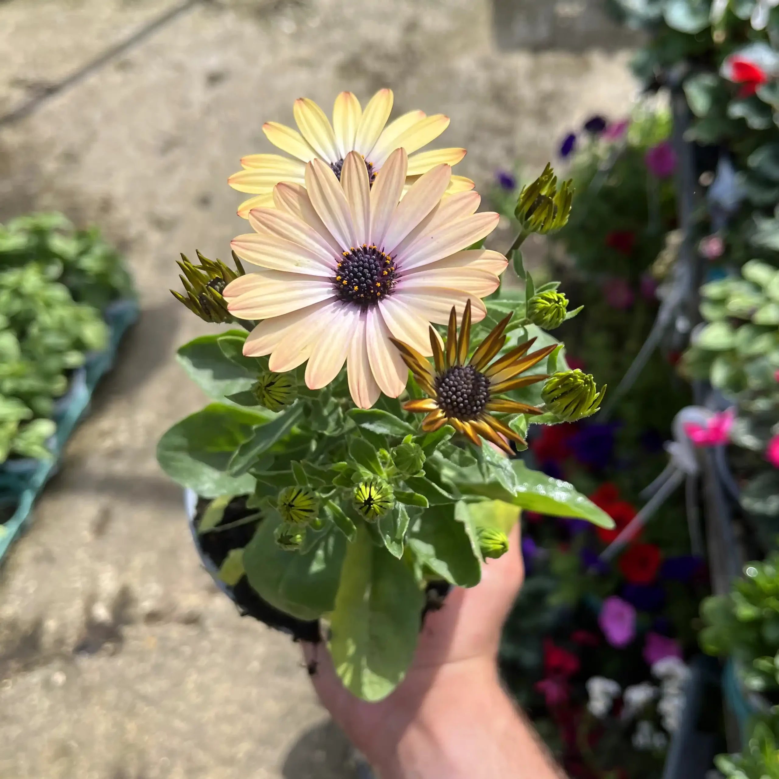 גרמית תמונת גלריה