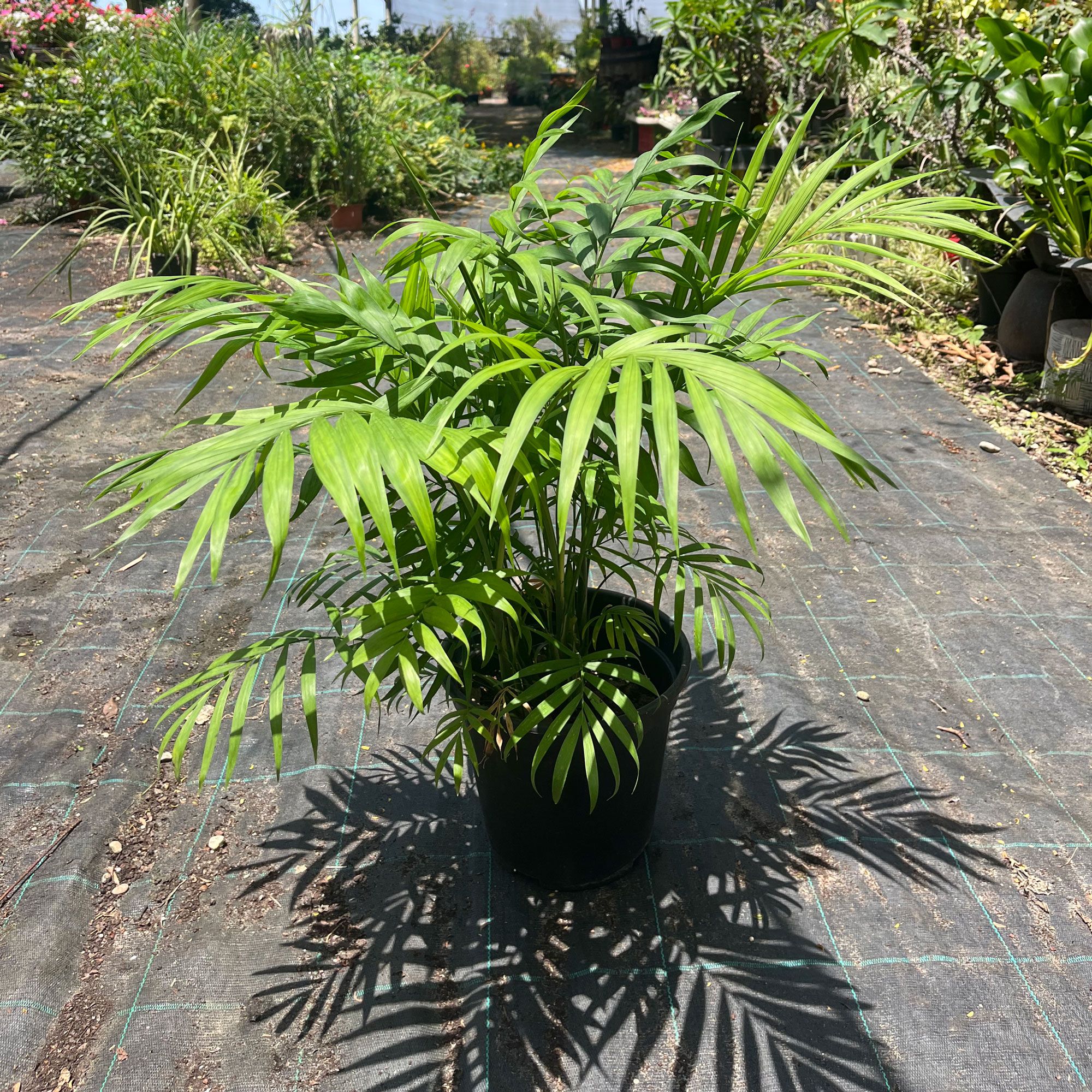 דקל-חמדוריאה