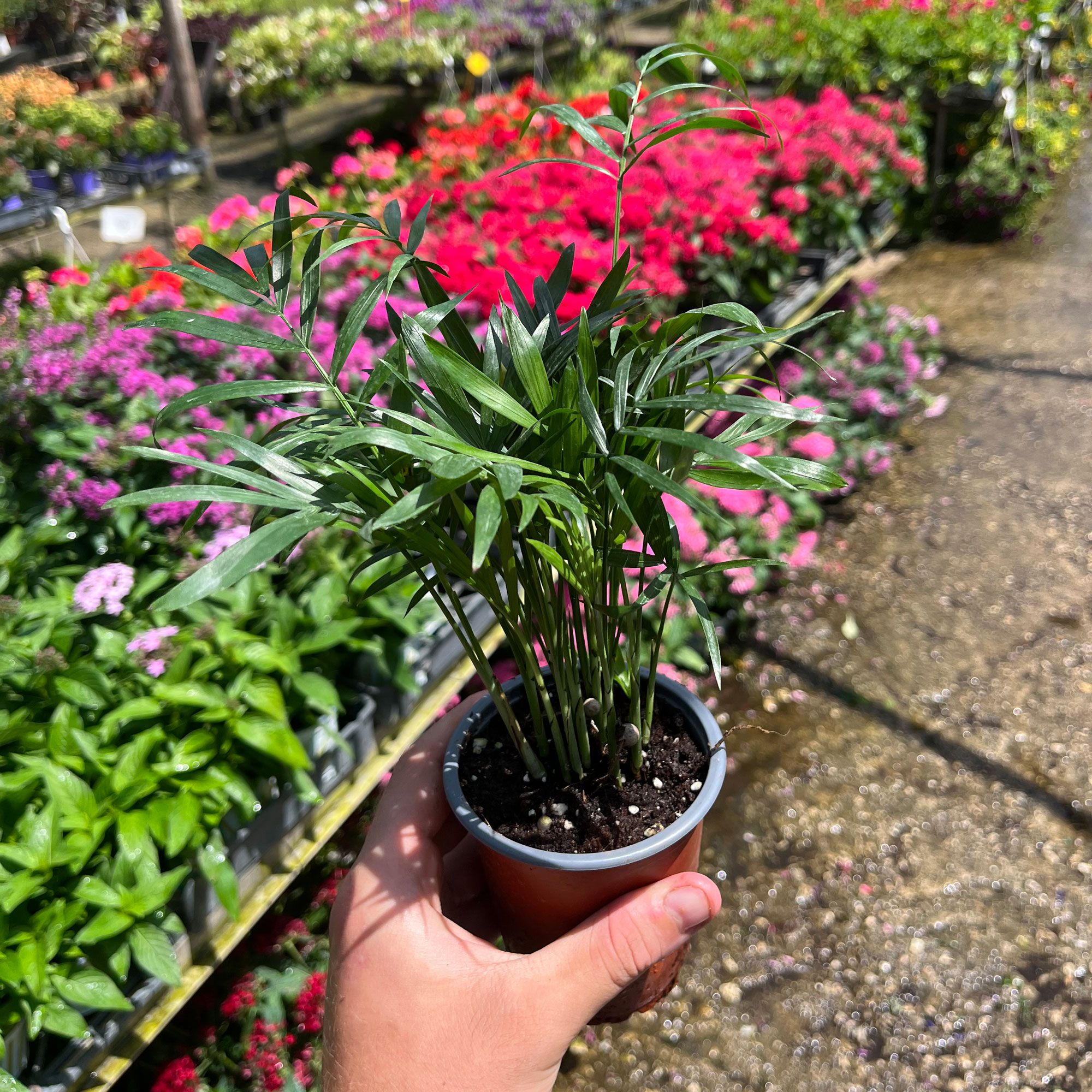 דקל חמדוריאה