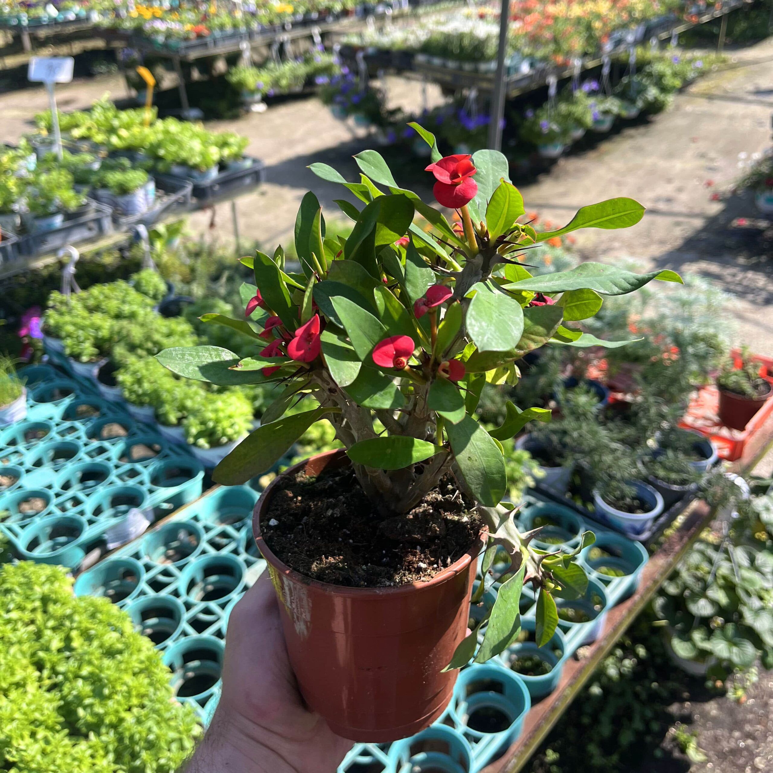 חלבלוב קוצני עציץ 12