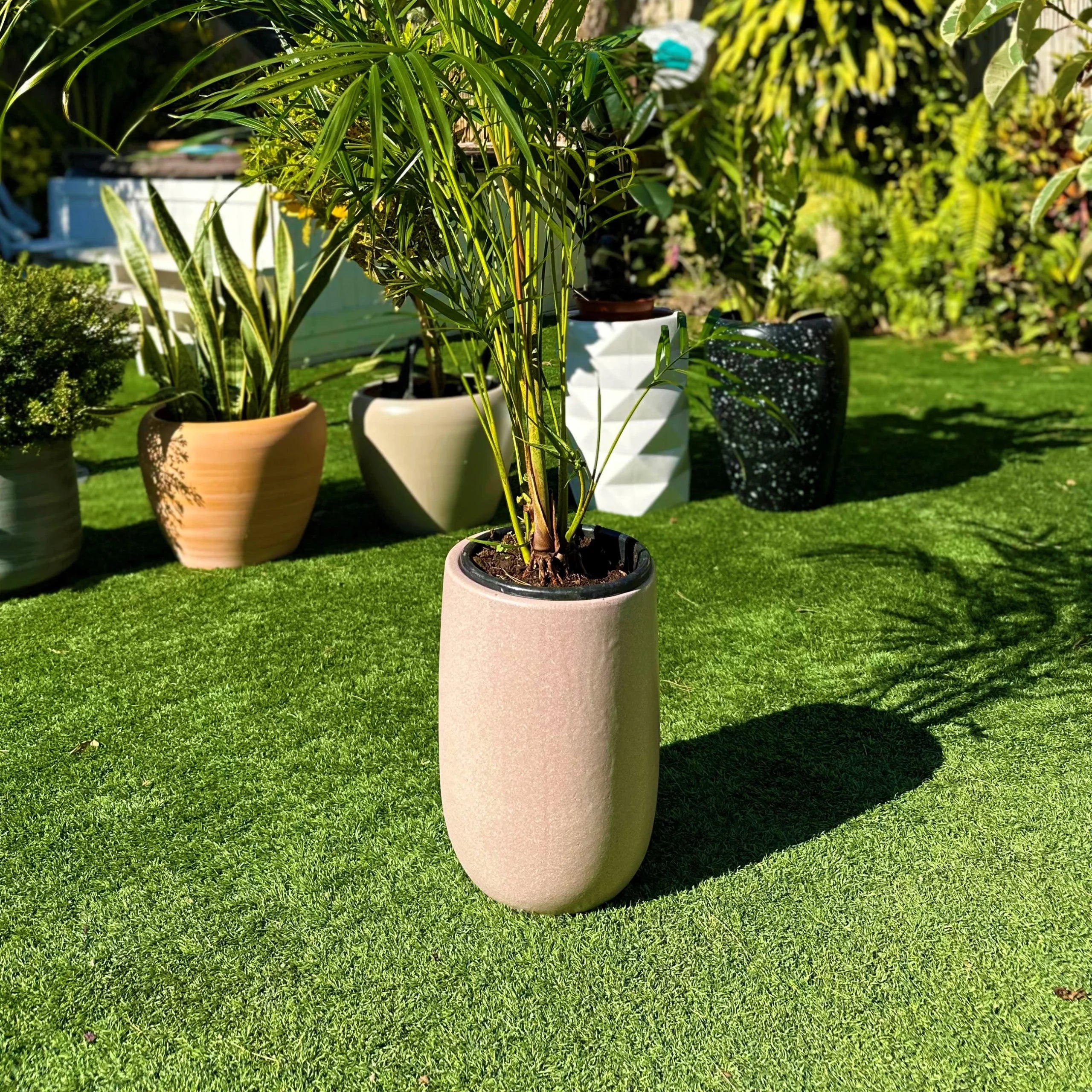 כד ורוד עם צמח