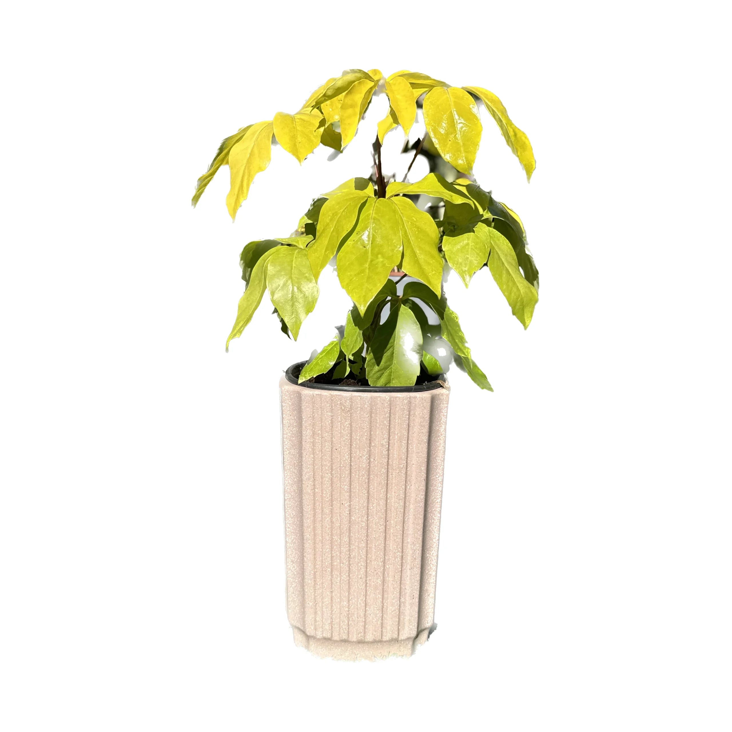 כד ורוד ריבוע בלי רקע copy