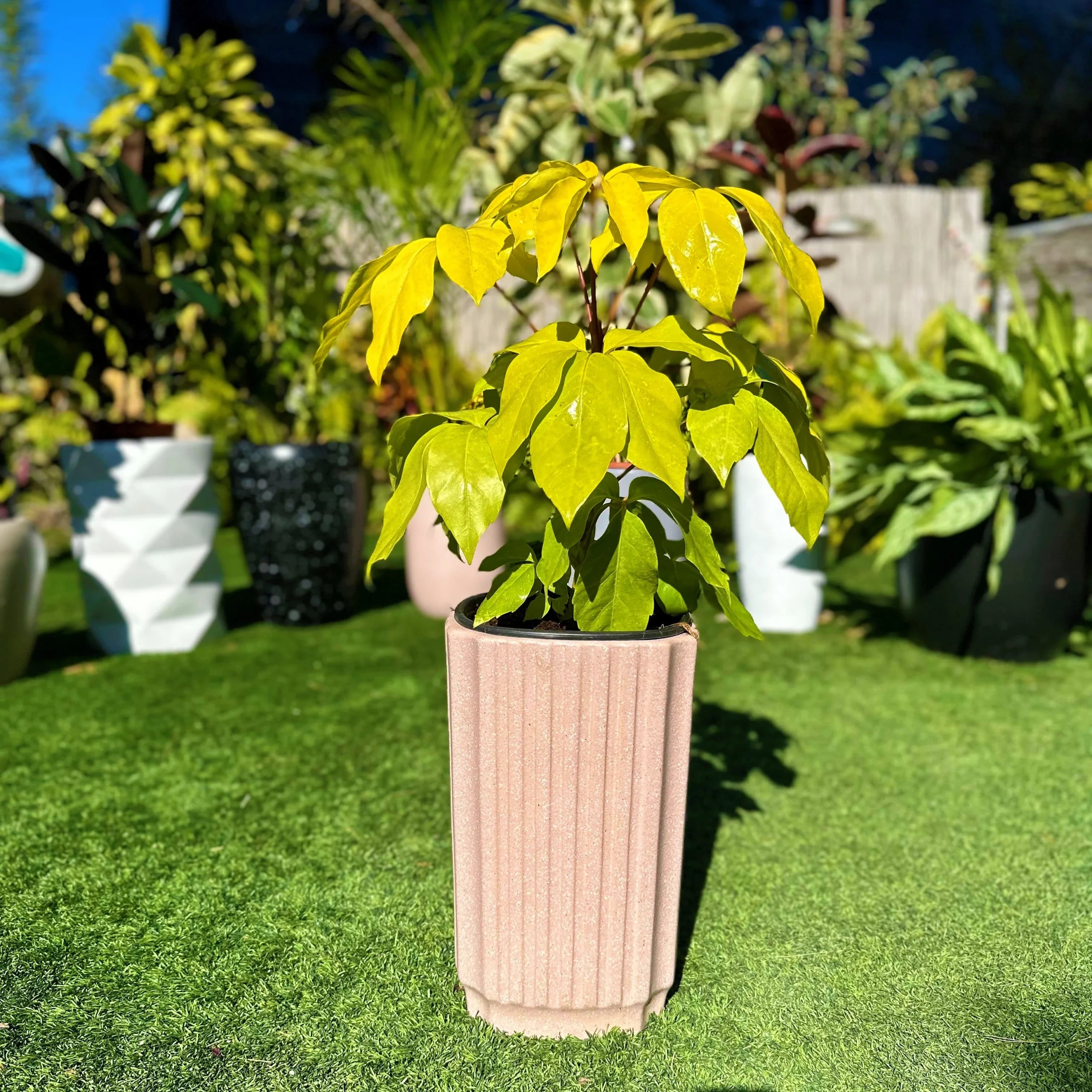 כד ורוד ריבוע עם צמח copy