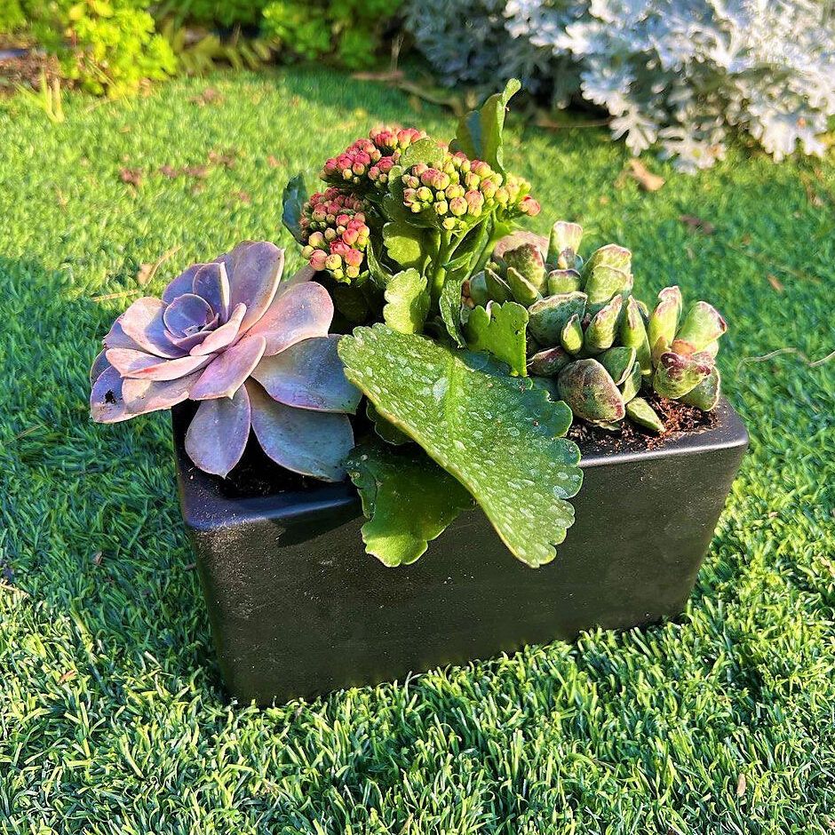 כדנית שחורה