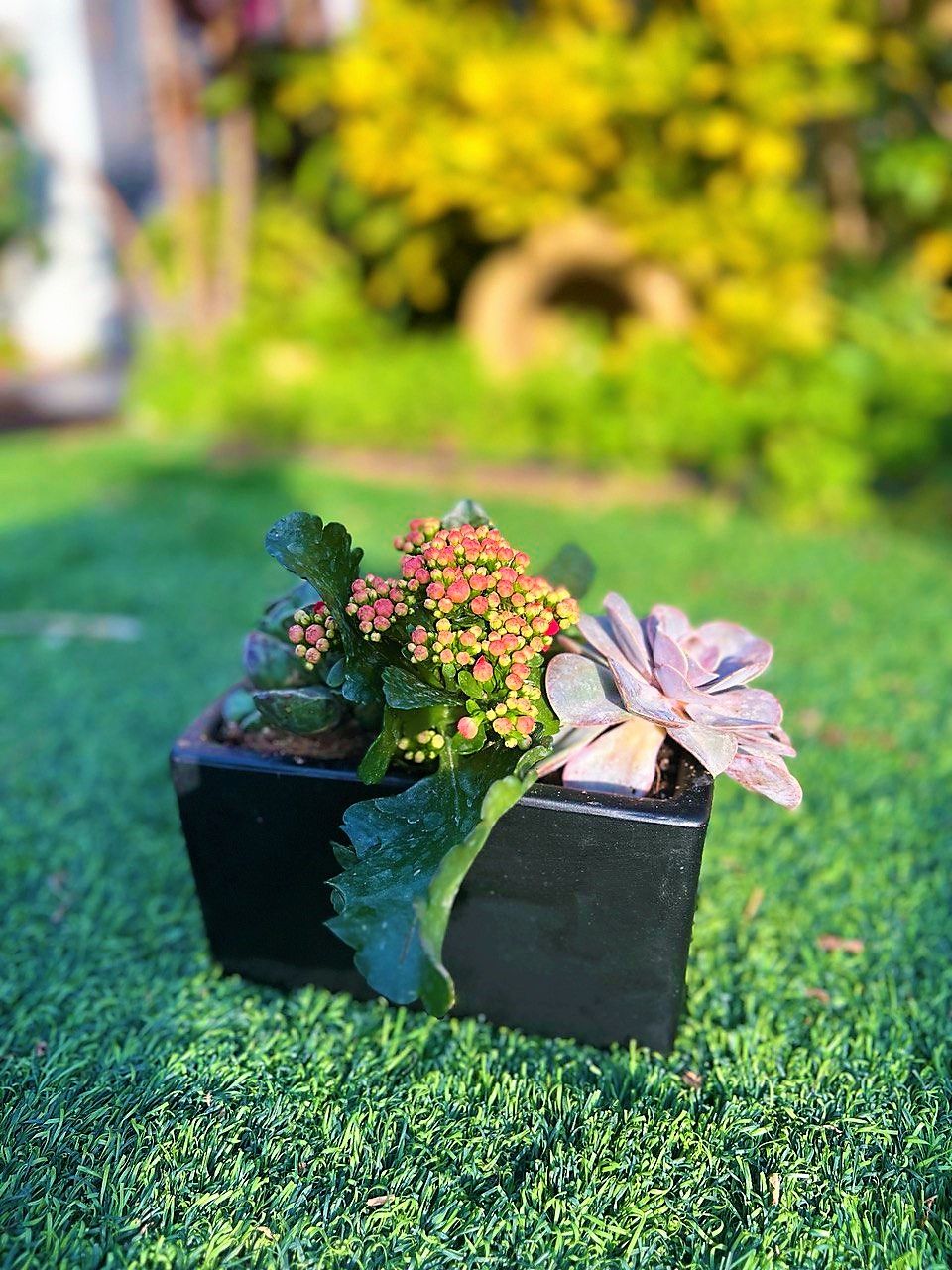 כדנית שחורה