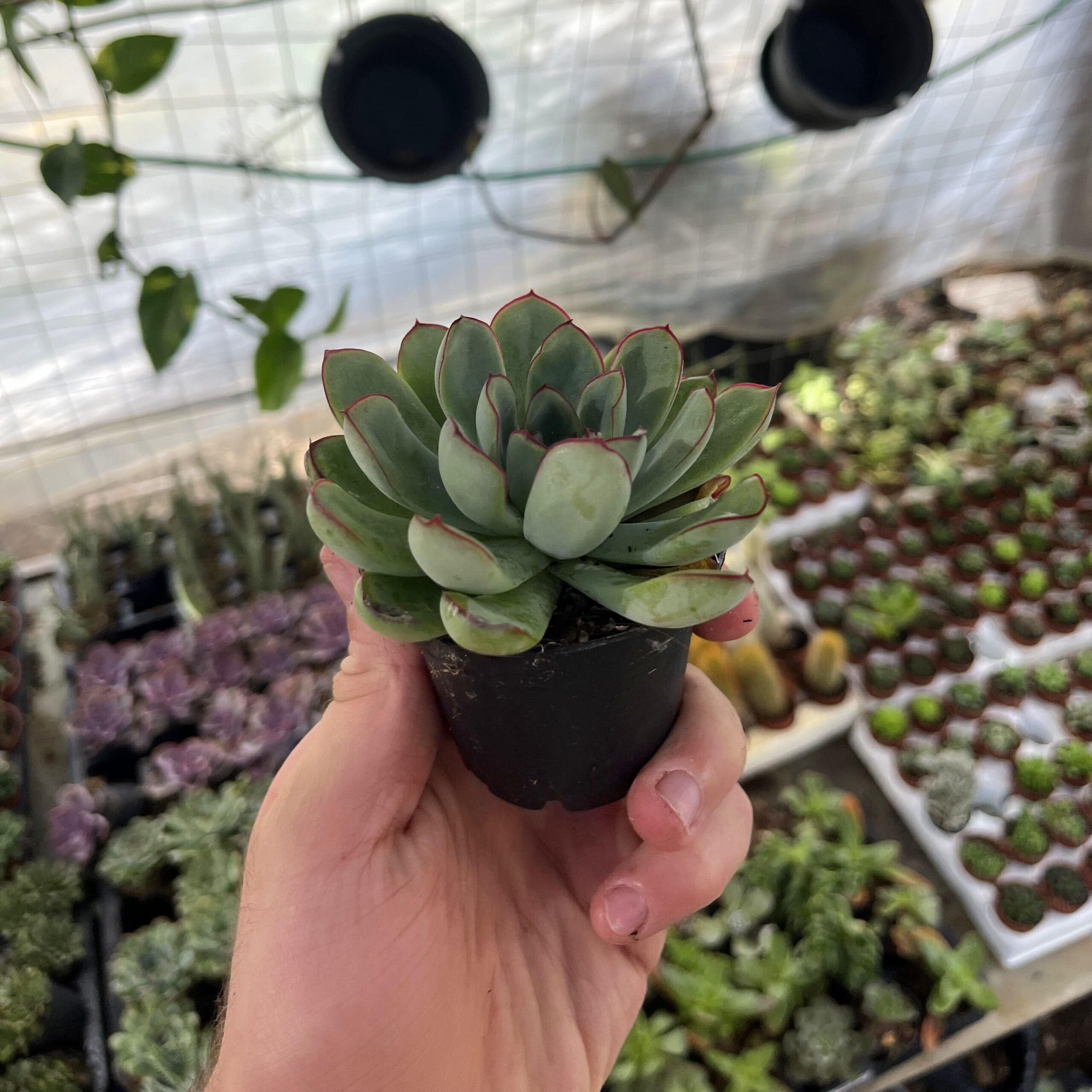 סוקולנט עציץ 8-min (1)