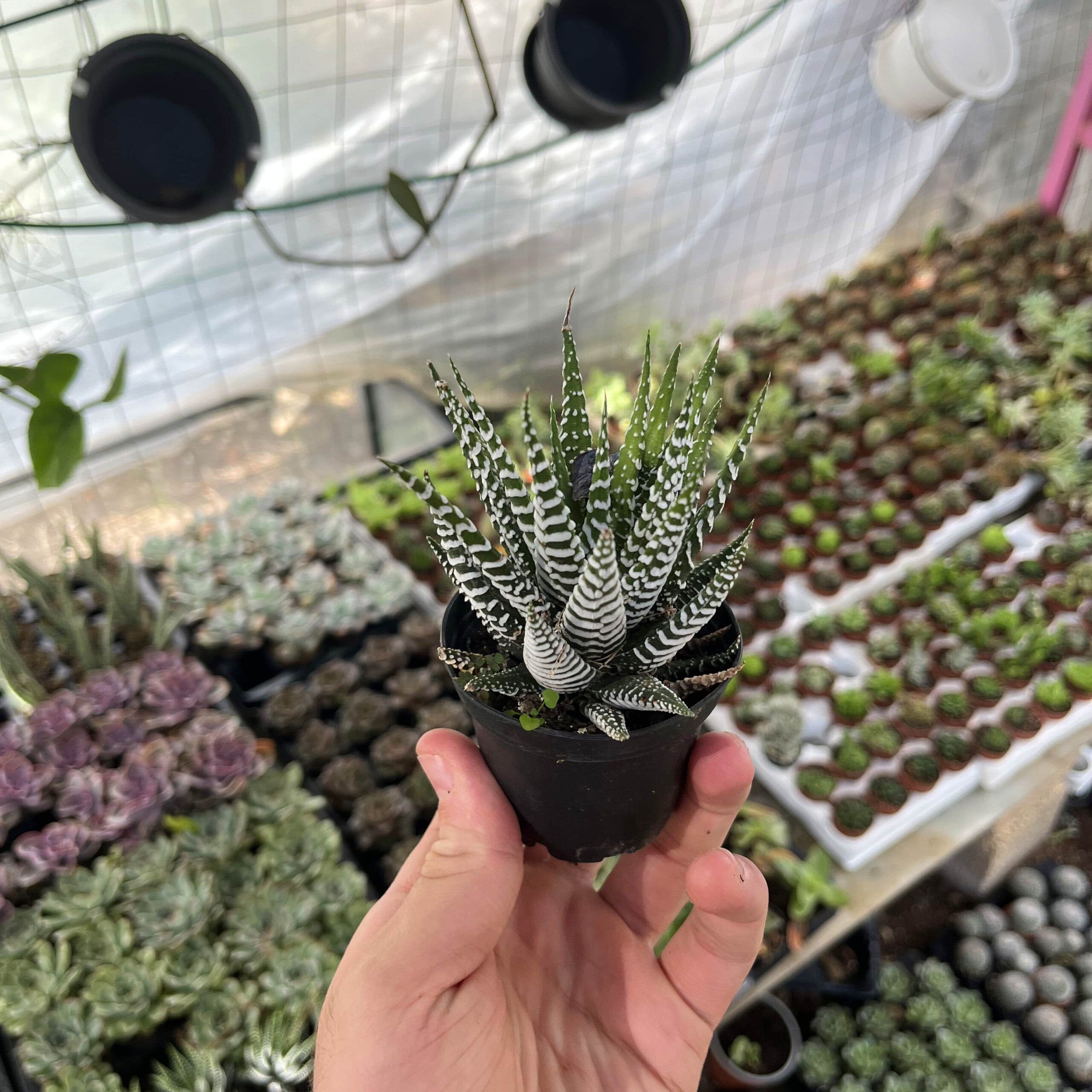 סוקלונט עציץ 8-min (1)