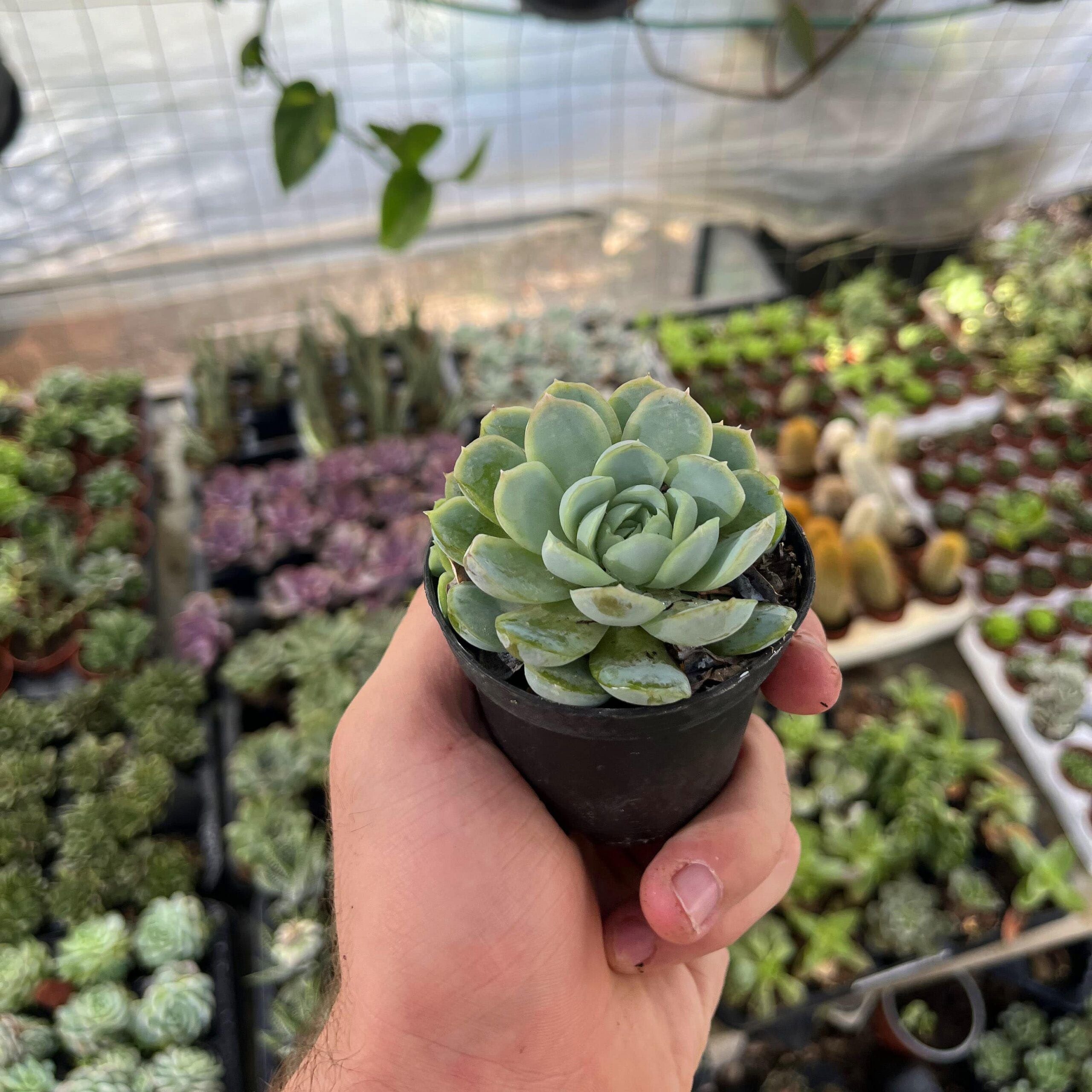 סוקלונט-min (1)