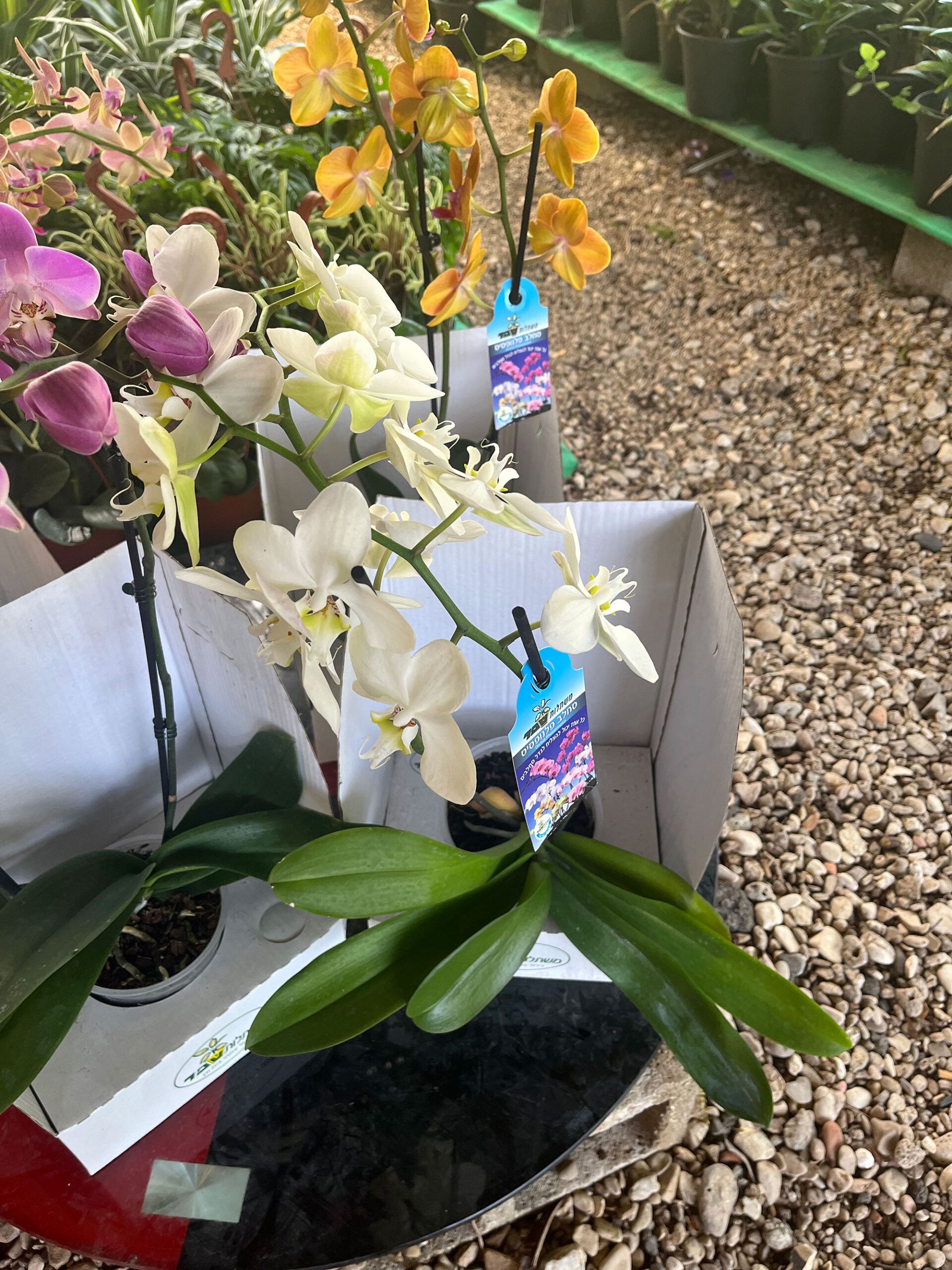 סחלב-אורכידאה-4