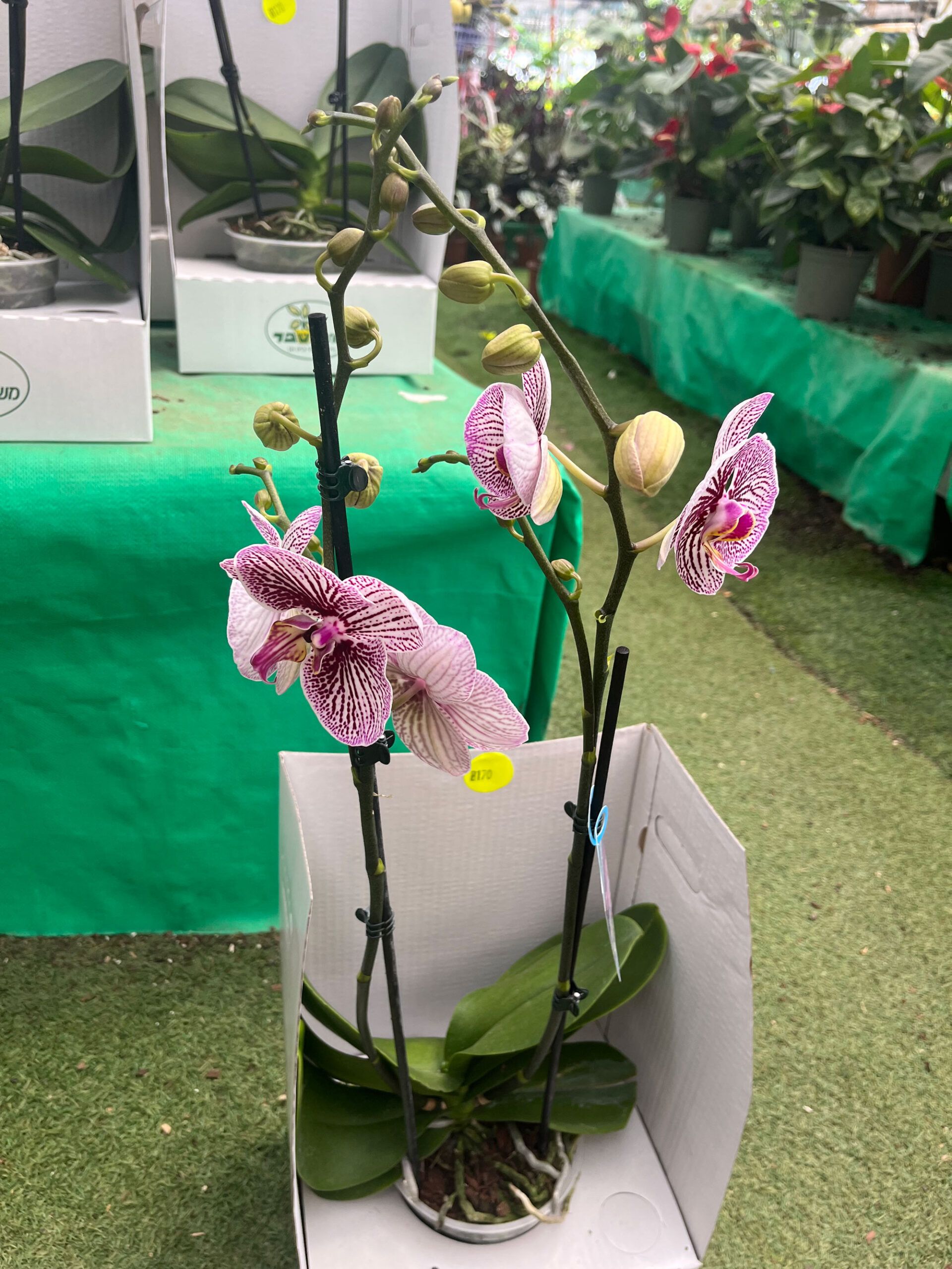 סחלב-אורכידאה