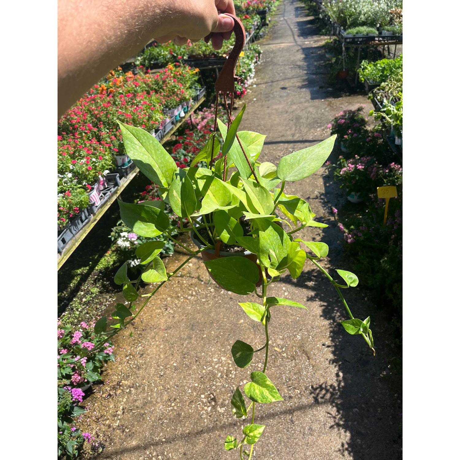 פוטוס רב שנתי לבית