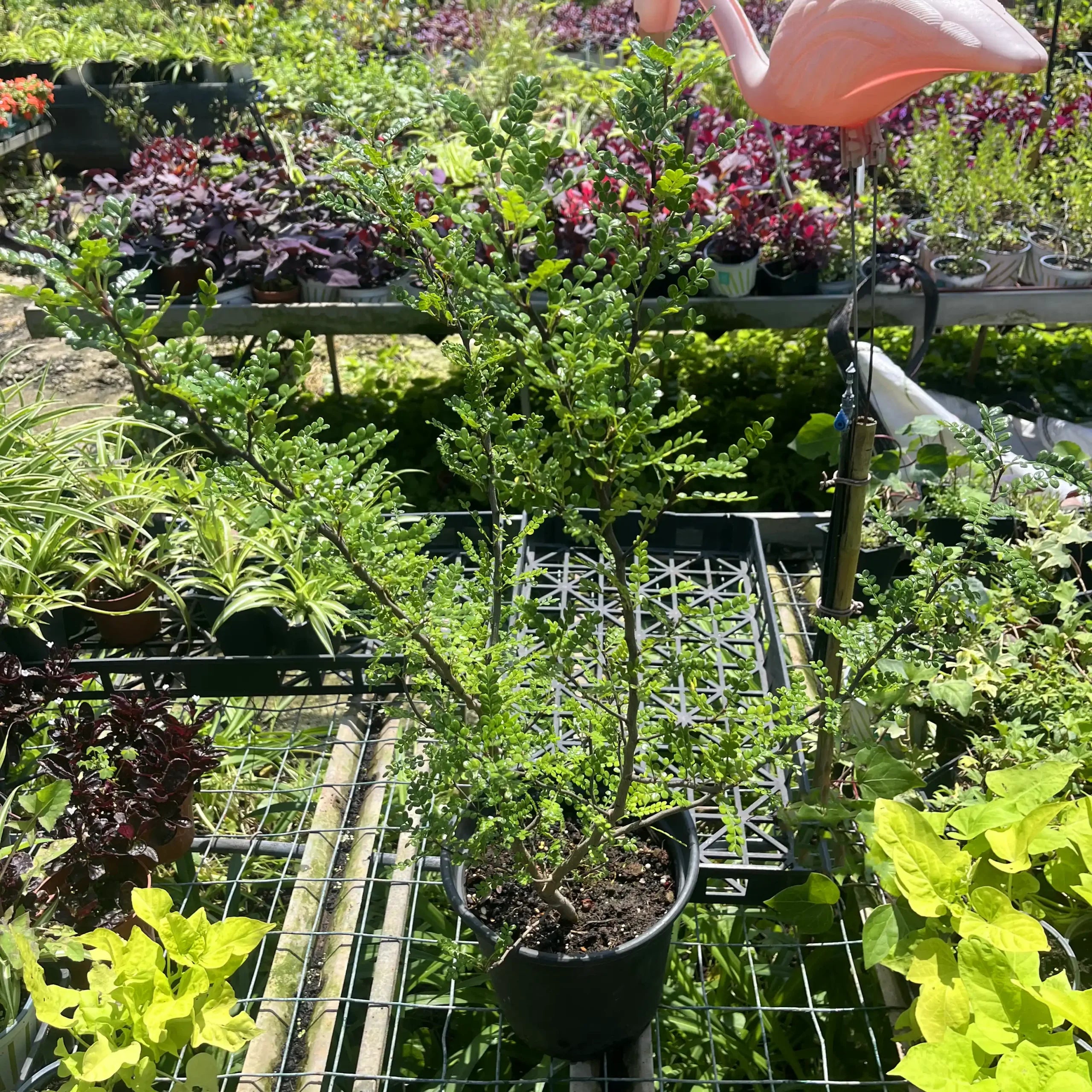 פלפלון סיני