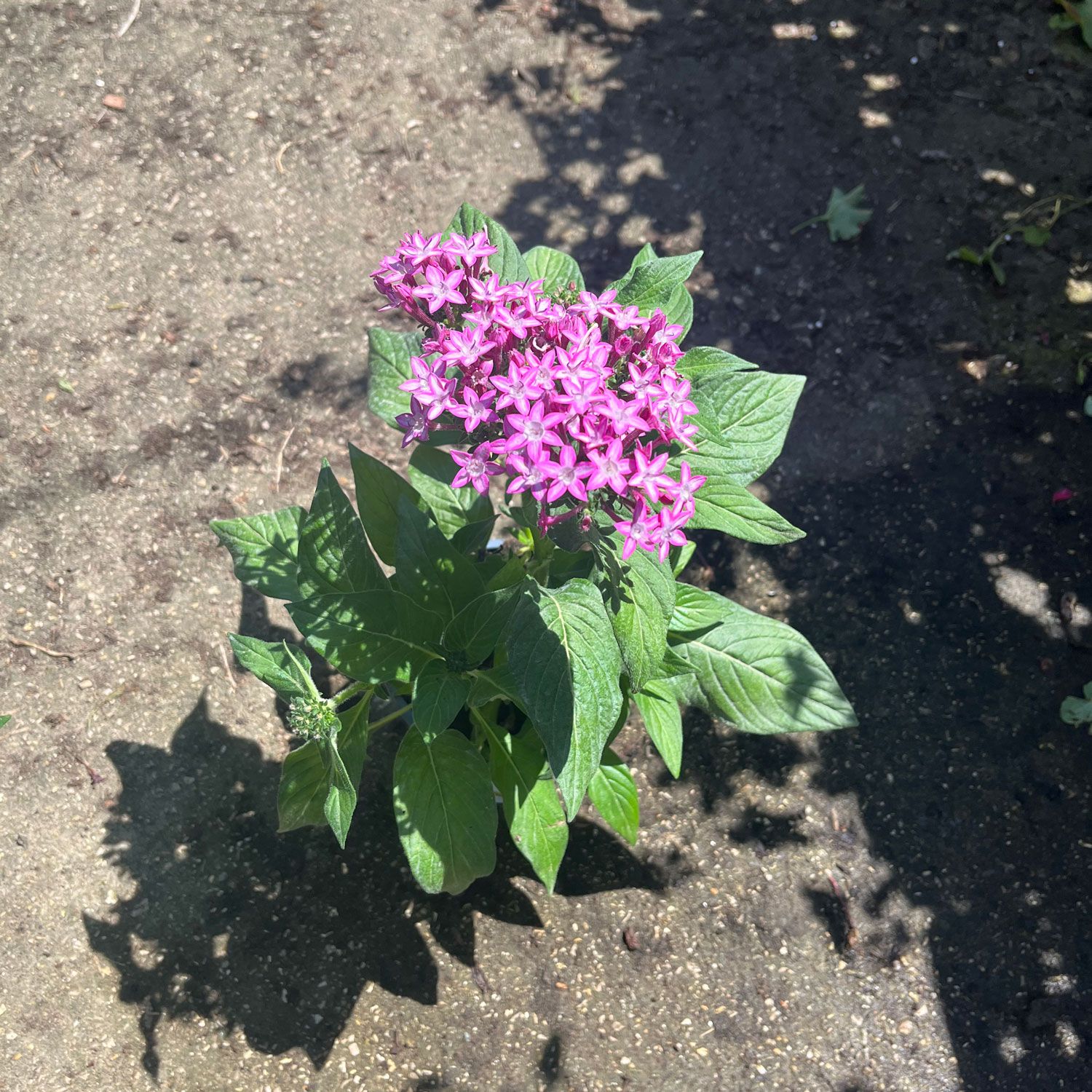 פנטס-קוטר-עציץ-שתיים עשרה