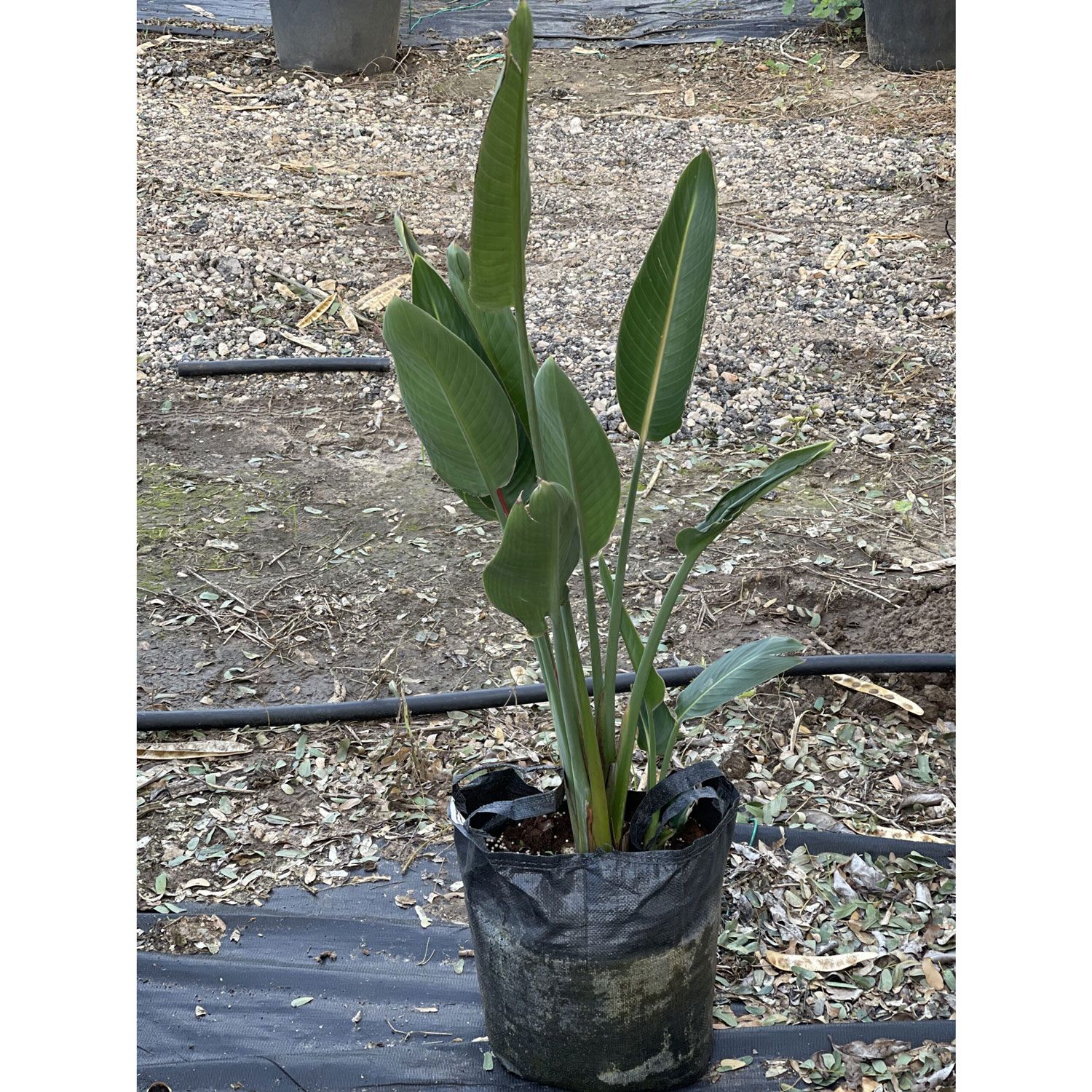 ציפור-גן-עדן