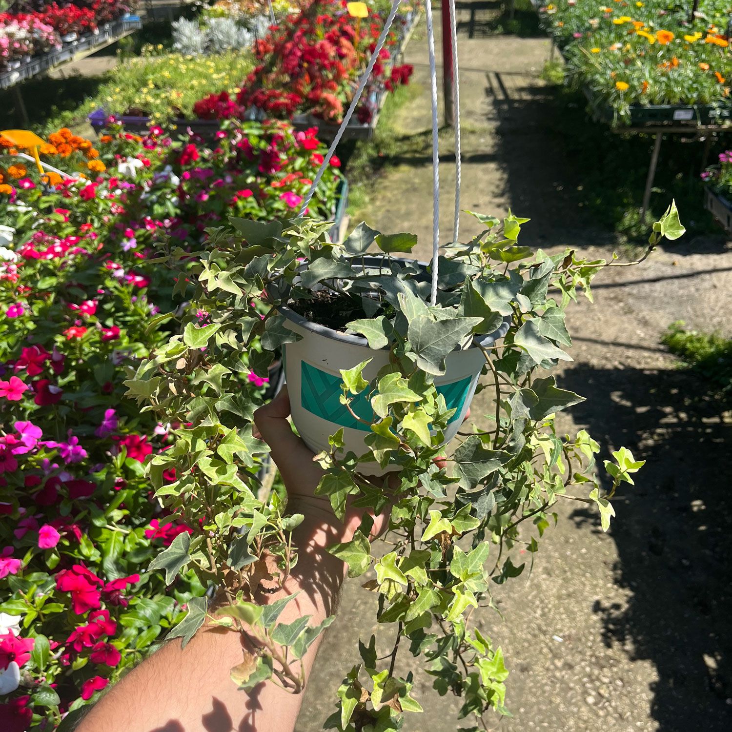 קיסוס-קוטר-עציץ עשרים