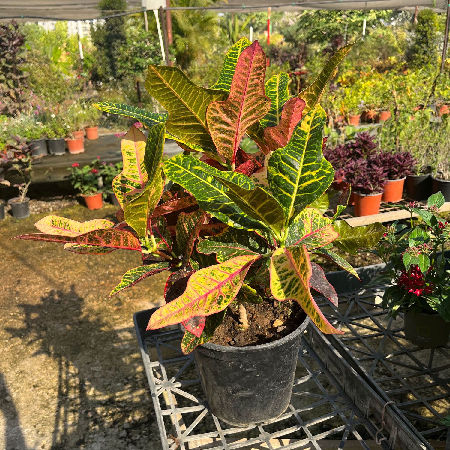 קרוטון בעציץ קוטר 24 ס״מ (10 ליטר)