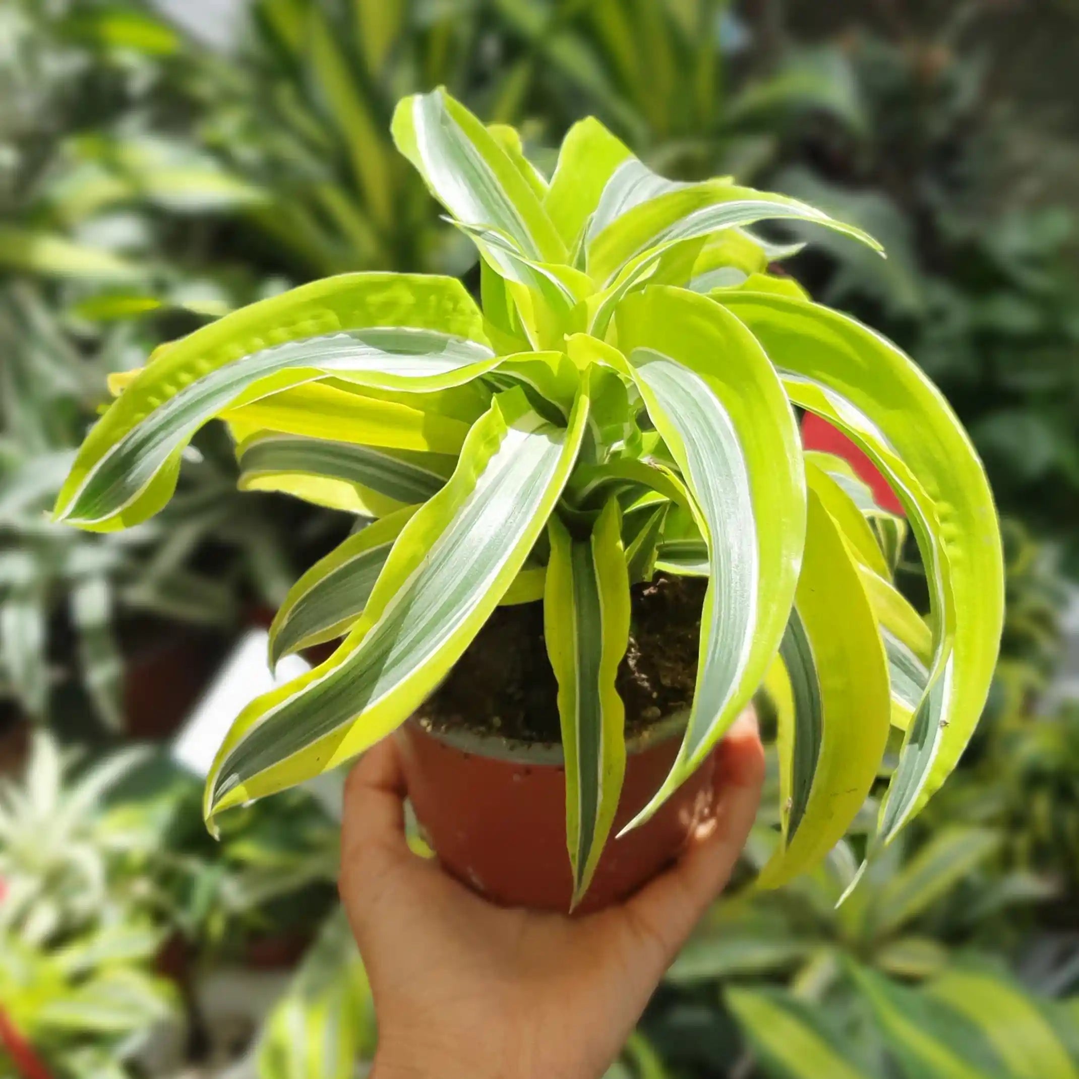 דרצנה למון ליים טורנדו