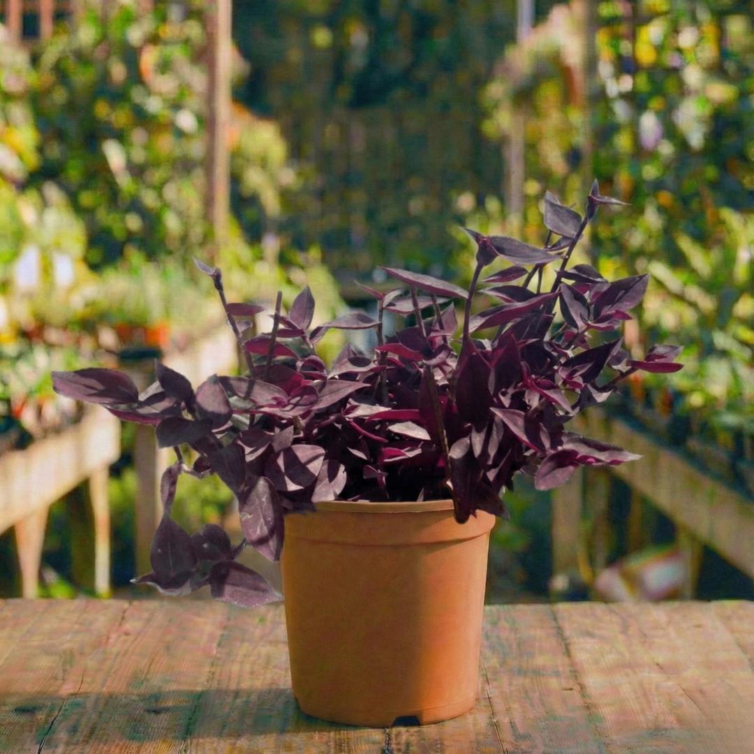 יהודי נודד רב שנתי לבית ולגינה מוצלת