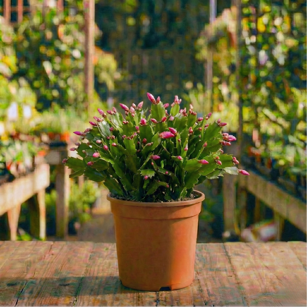 זיגו קקטוס נתלה קוטר עציץ 20 ס"מ (רב שנתי לבית)