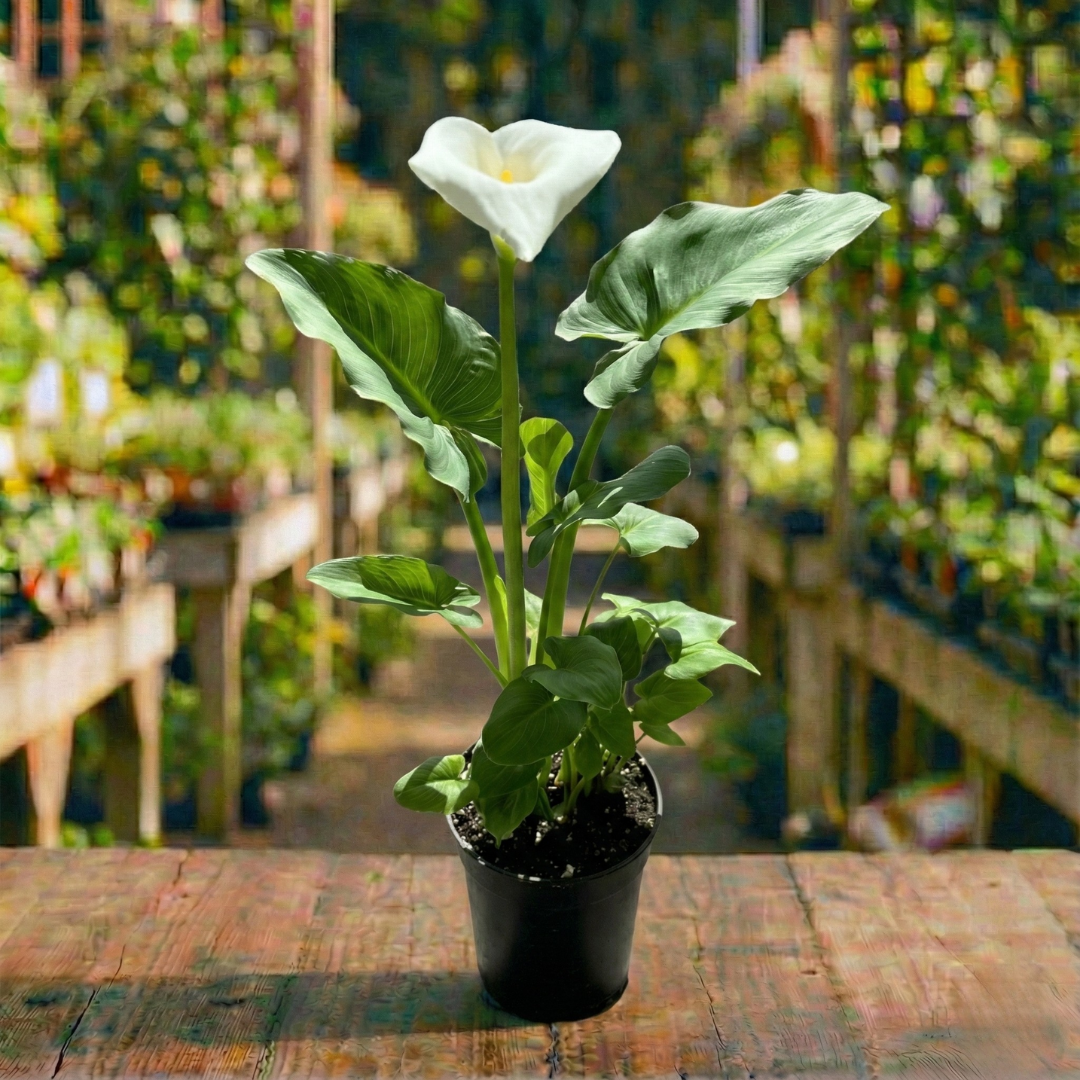 זנטדשיה (בת קלה אתיופית) קוטר עציץ 24 ס"מ (10 ליטר) (רב שנתי לגינה)