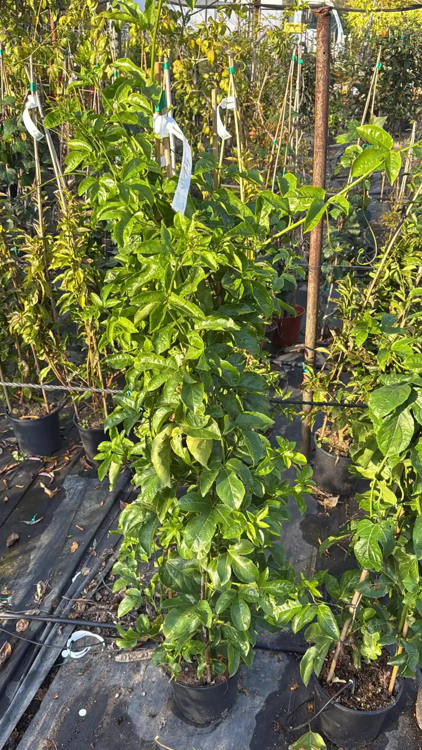 צמח מטפס פסיפלורה עם מלא עלים ירוקים