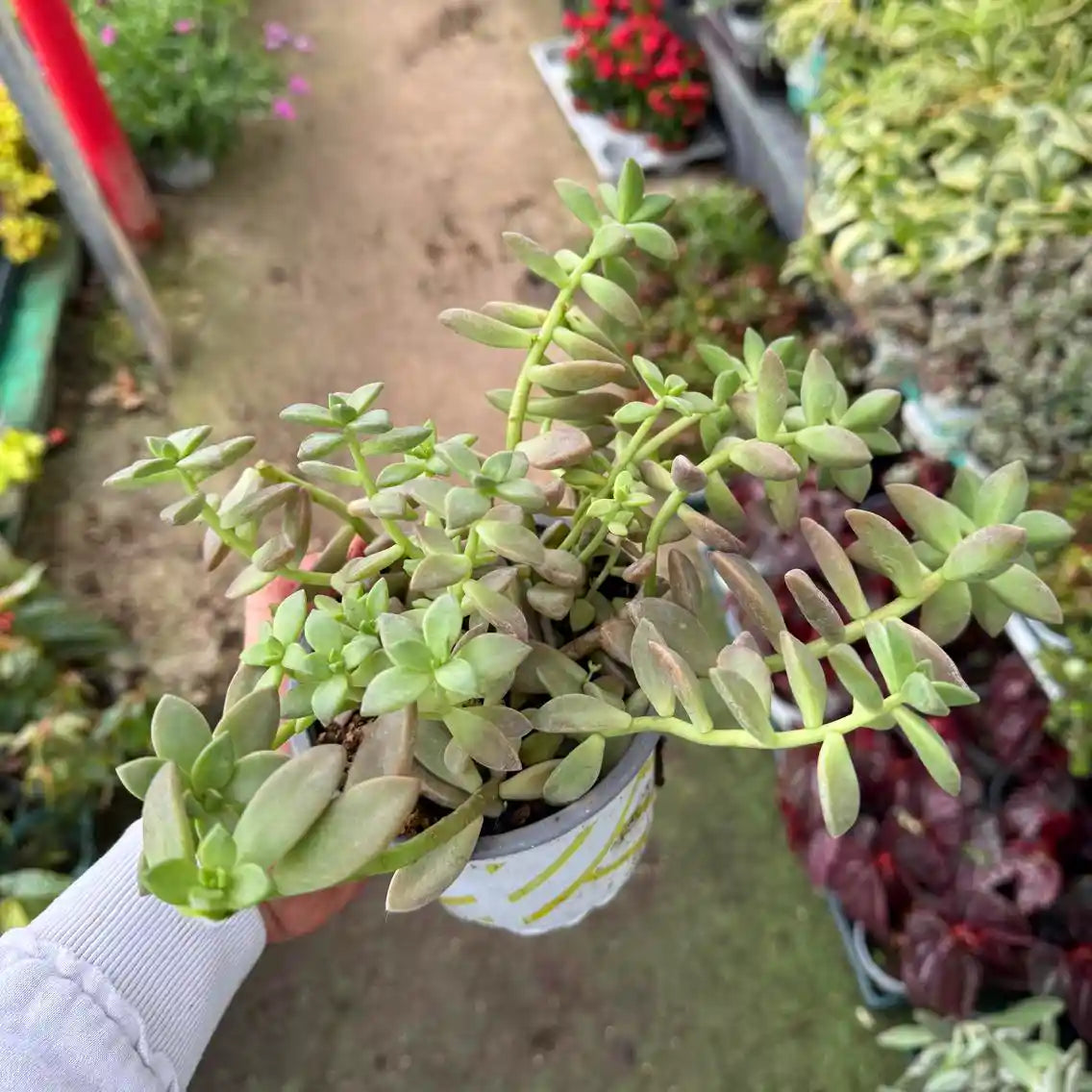 צמח צורית ירוק