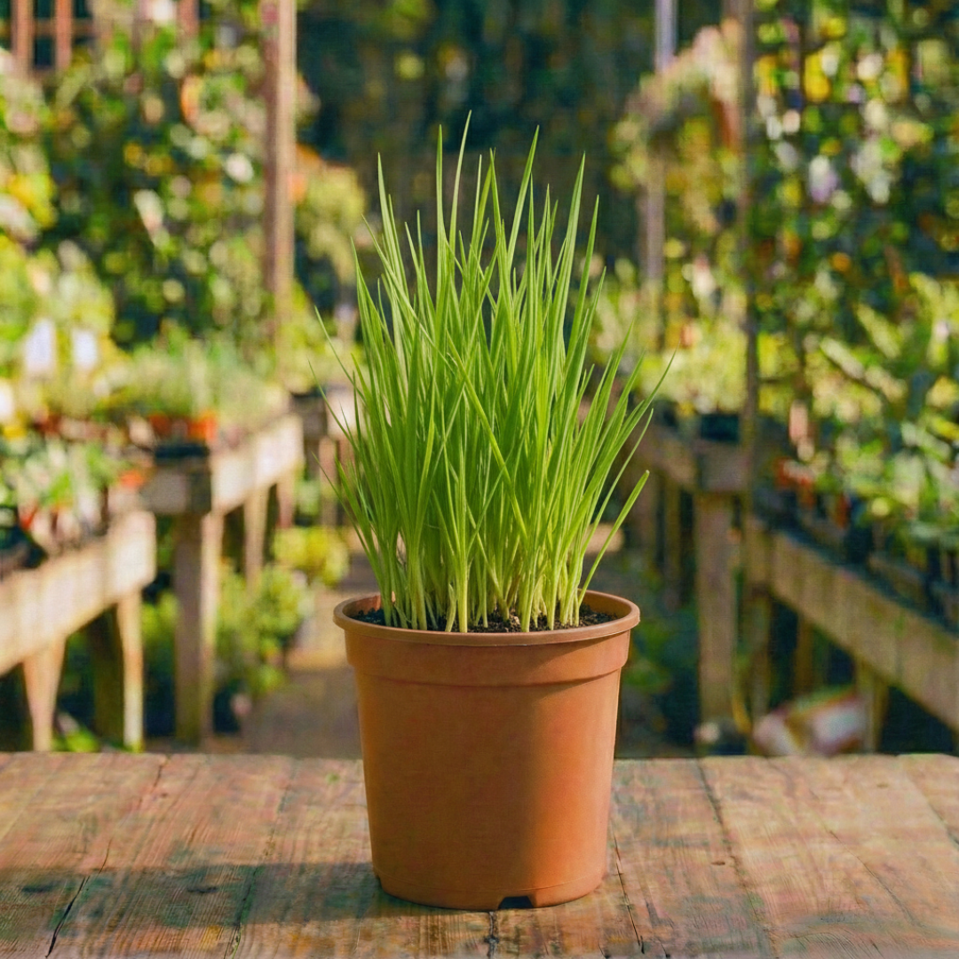 עירית (בצל ירוק) 12 ס"מ (רב שנתי לגינה)