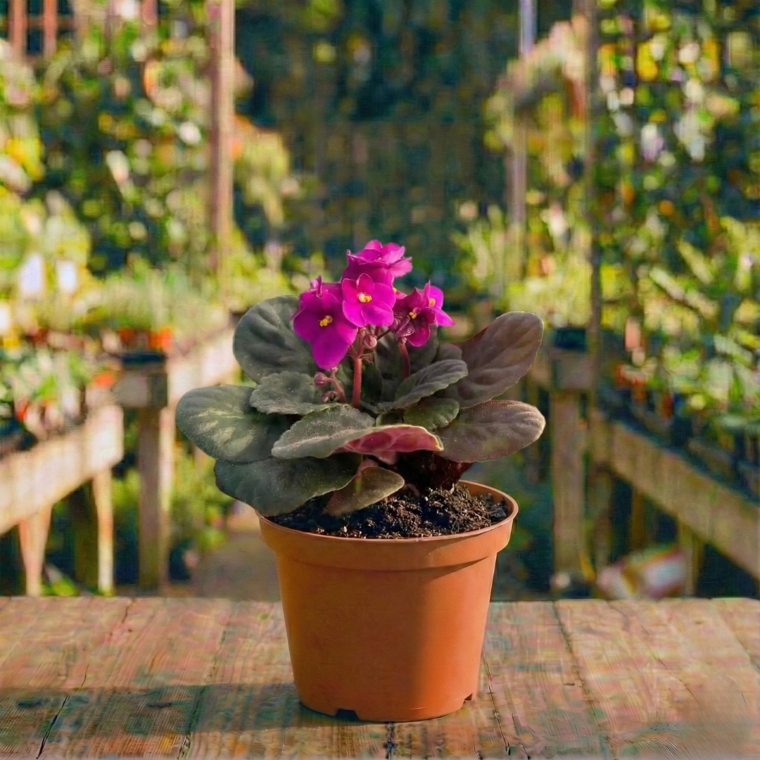 סיגלית עציץ 12 רב שנתי לבית