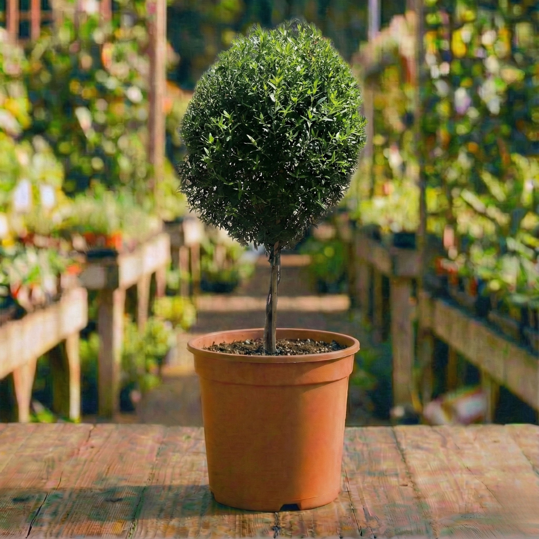 הדס מצוי (עגול) קוטר עציץ 24 ס"מ (רב שנתי לגינה)