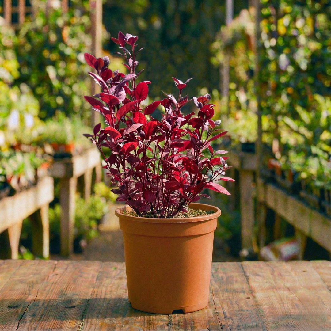 ביצן קוטר עציץ 18 ס"מ (רב שנתי לגינה)