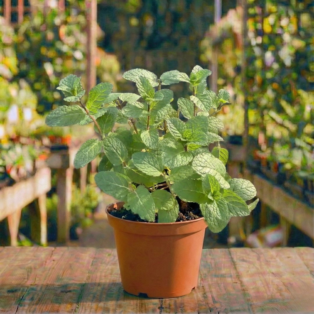 נענע קוטר עציץ 12 ס"מ (רב שנתי לגינה)