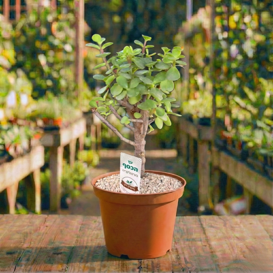עץ הכסף עציץ 12 רב שנתי לבית ולגינה