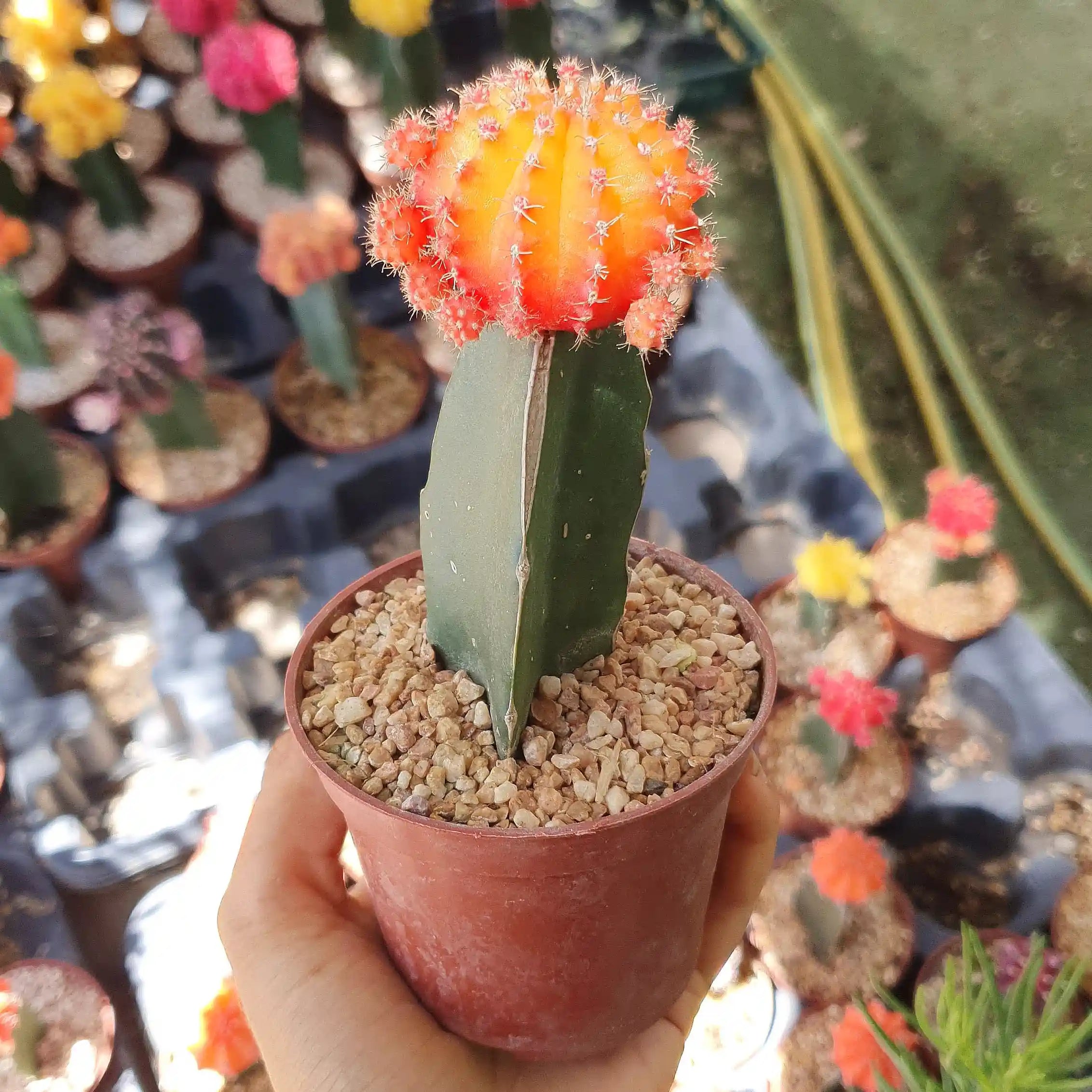 צמח קקטוס מורכב בצבע כתום