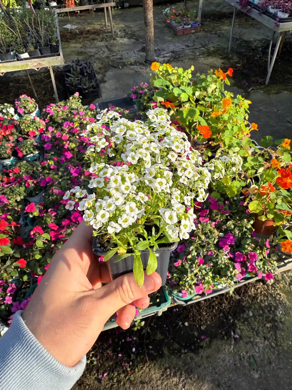 צמח חד שנתי סלסלי הכסף בכוסית קטנה בפריחה בצבע לבן