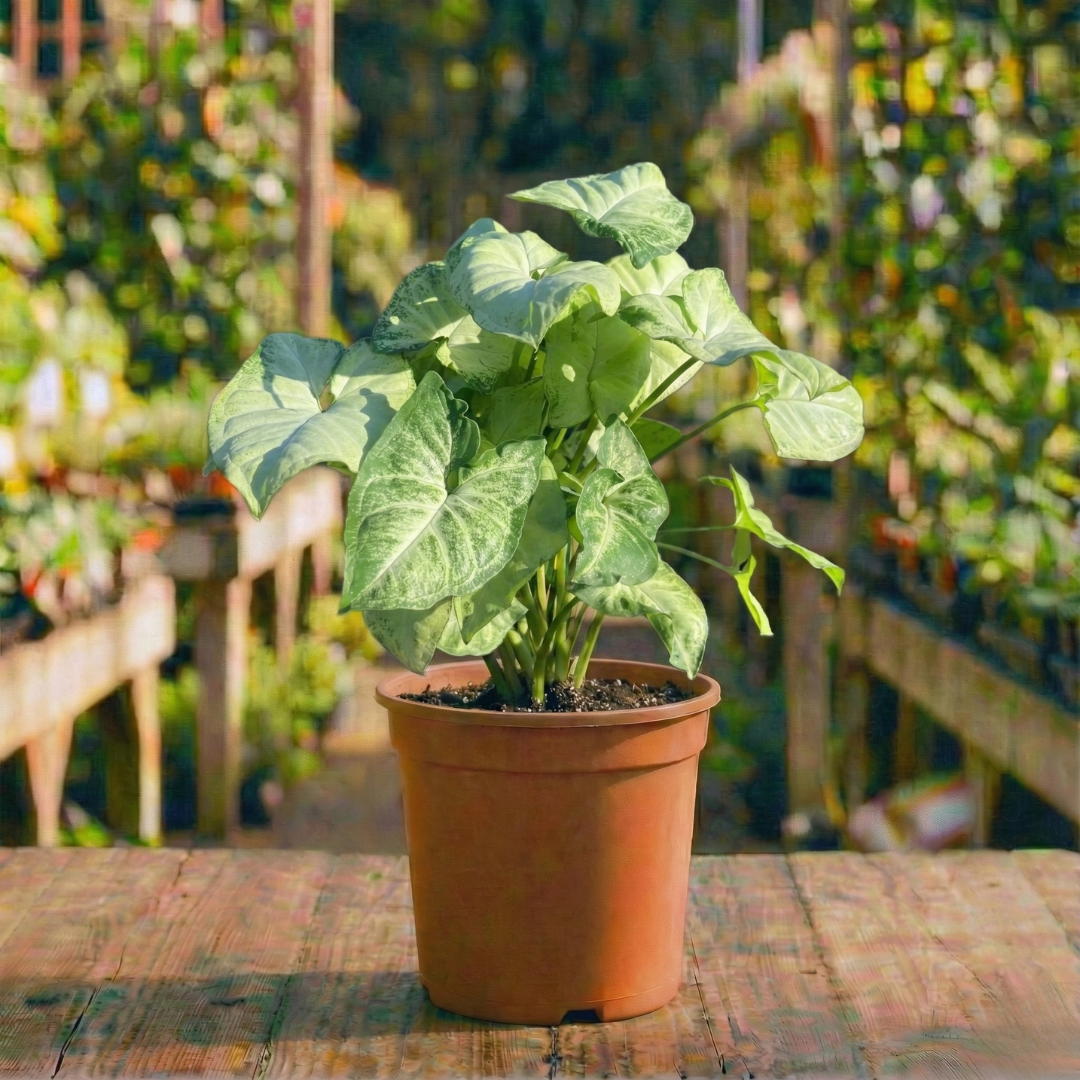 סינגוניום קוטר עציץ 15 ס"מ (רב שנתי לבית)