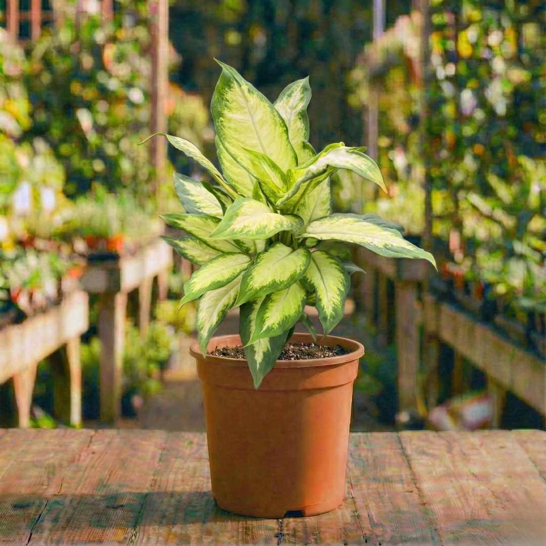 דיפנבכיה עציץ 15 ס"מ