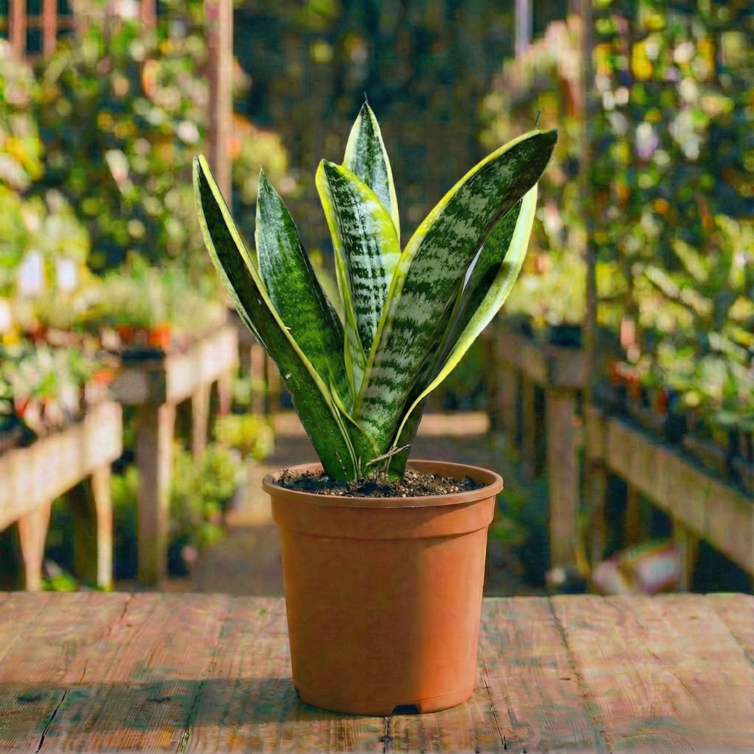 סנסיווריה קוטר עציץ 12 ס"מ (רב שנתי לבית ולגינה)