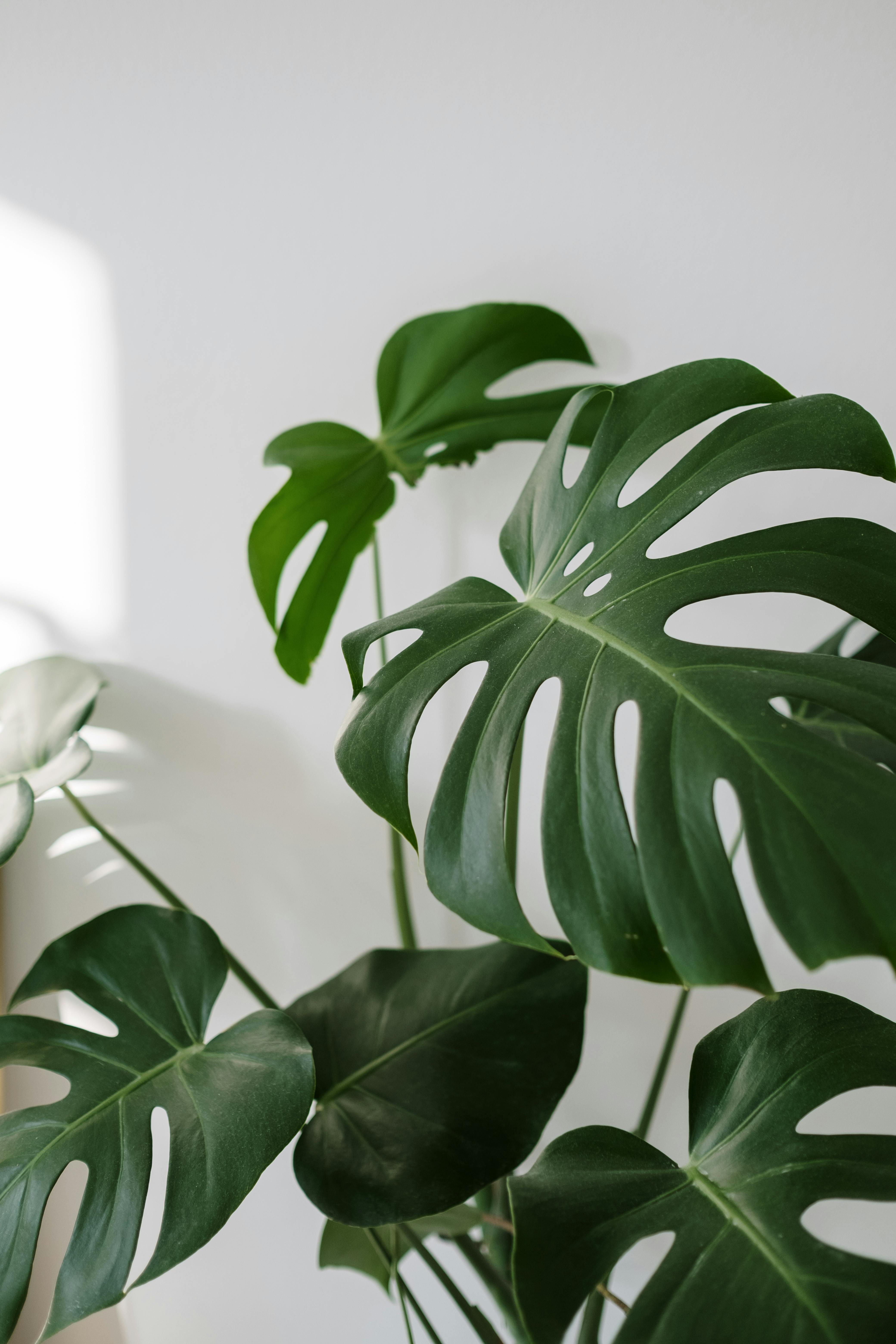 🌿 הכירו את המונסטרה – איך מטפלים בה, כמה היא עולה ואיפה הכי משתלם לרכוש?