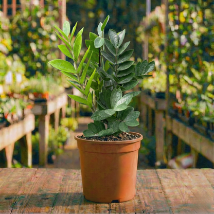 זמיה קוקוס רב שנתי