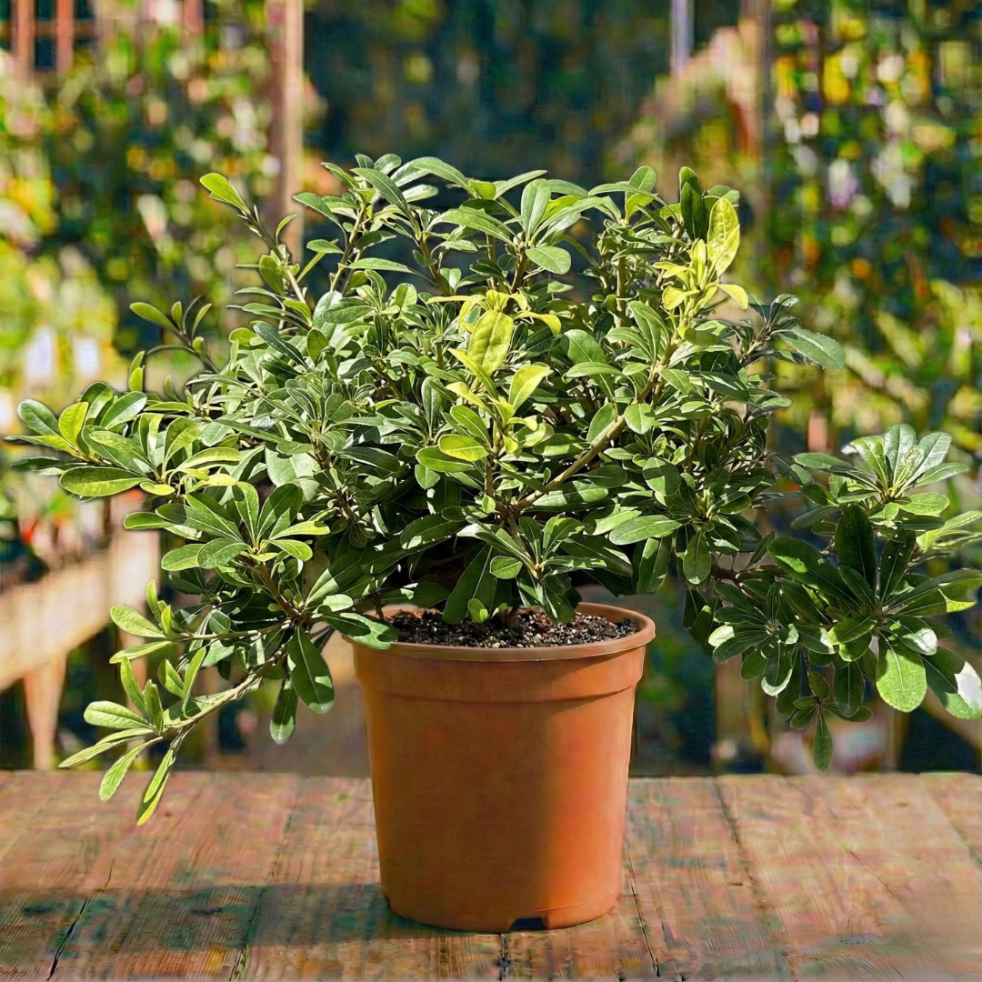 פיטוספורום יפני ננסי