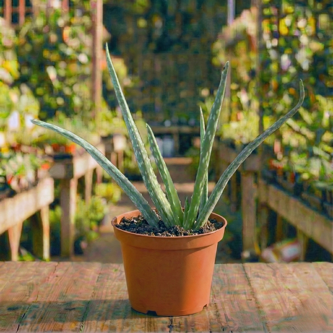 אלוורה עציץ 12 ס"מ רב שנתי לבית ולגינה