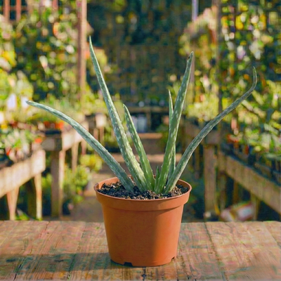 אלוורה עציץ 12 ס